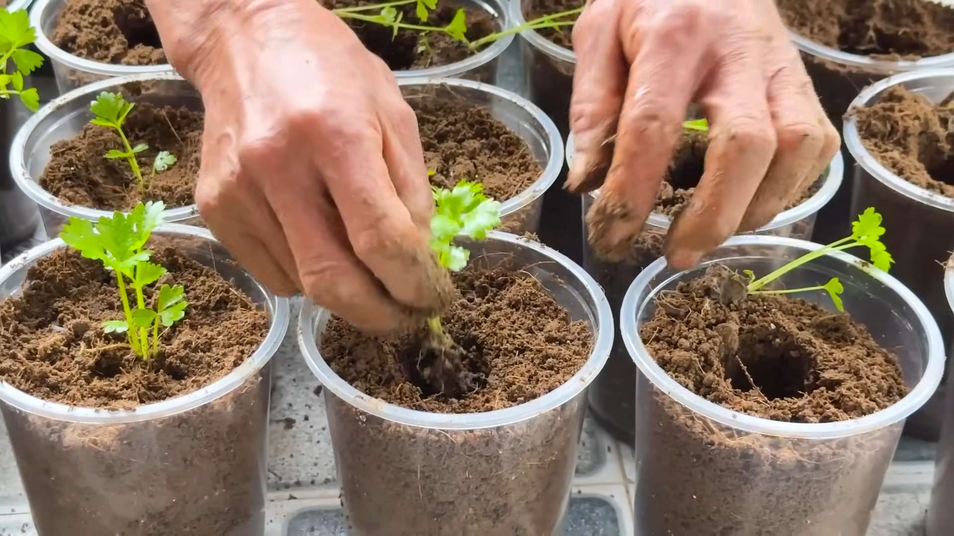 DIY celery hydroponics