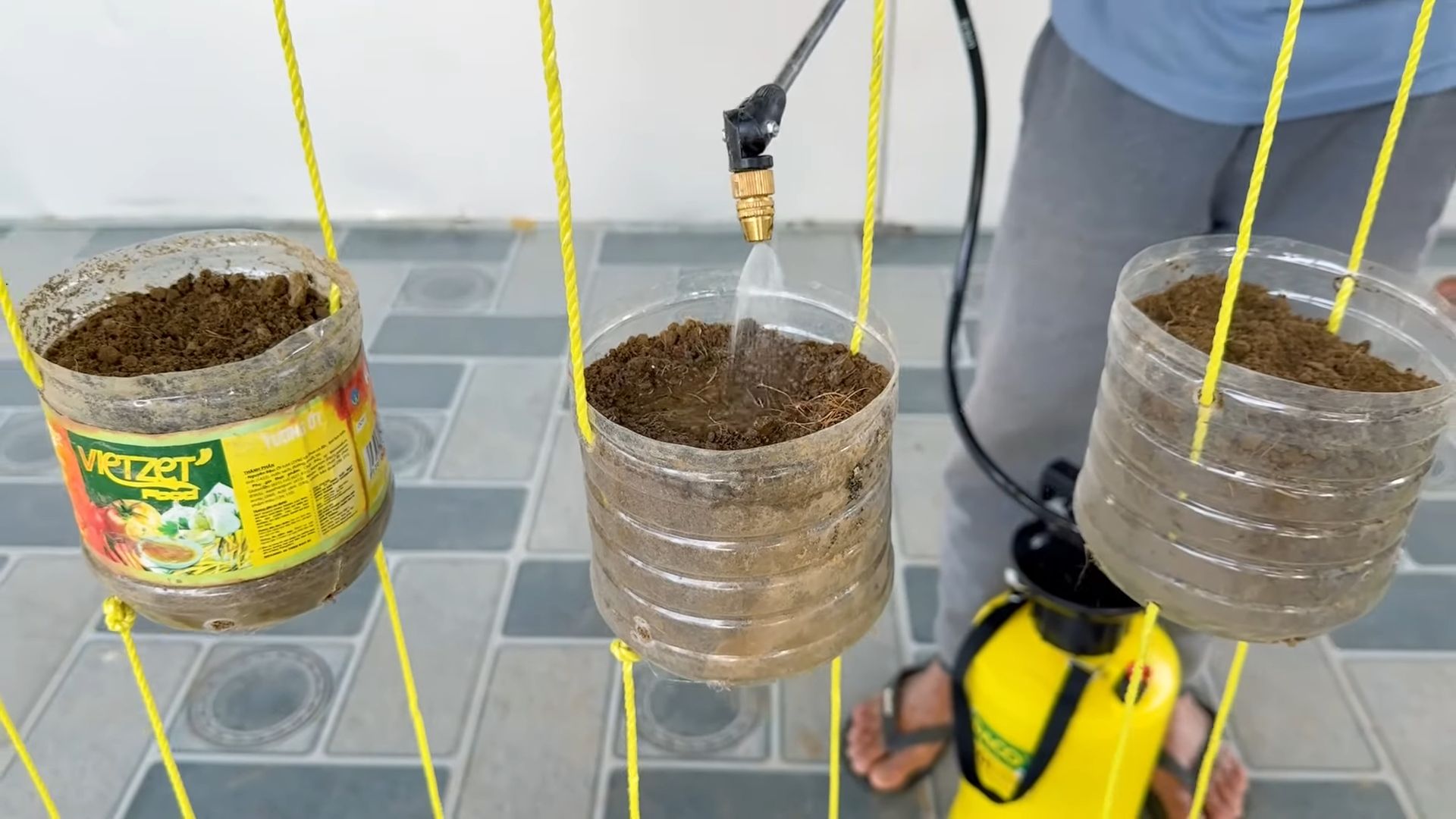Rainbow Chard Container Gardening