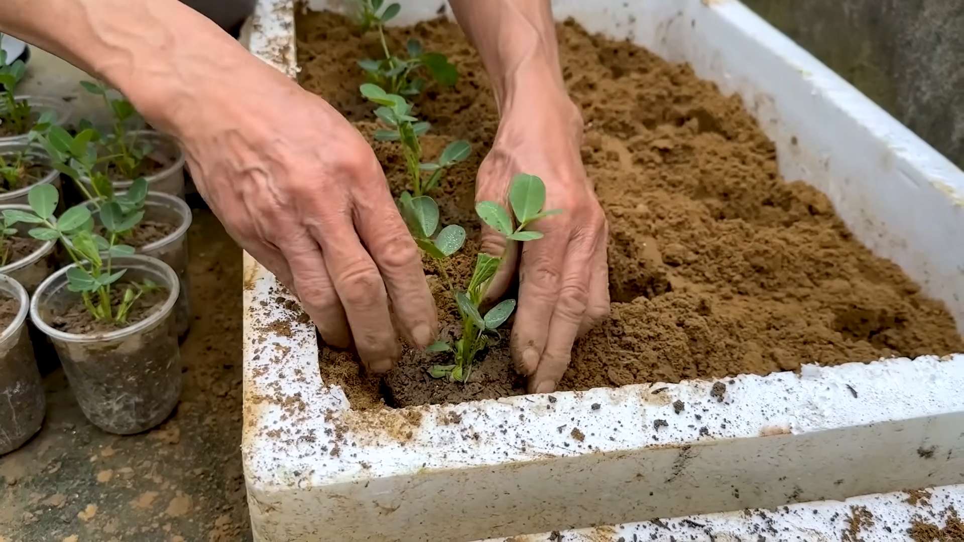 Zucchini Harvest Tips