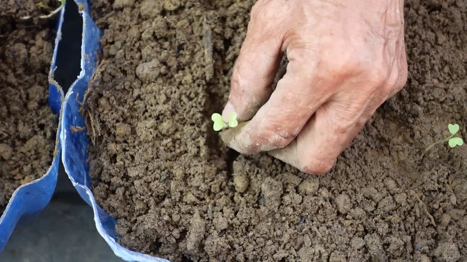 Growing Bok Choy Indoors