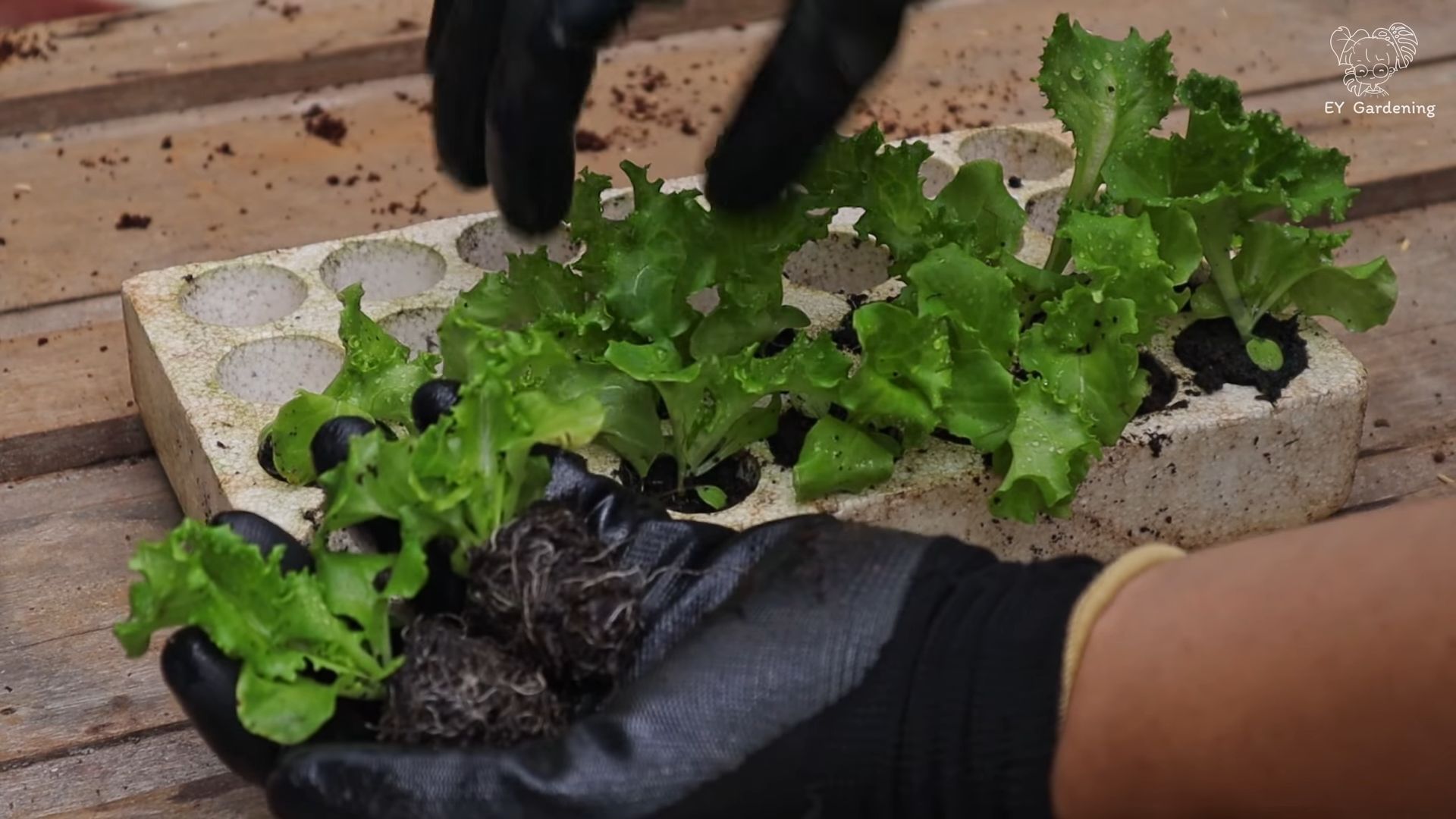 Growing Lettuce at Home