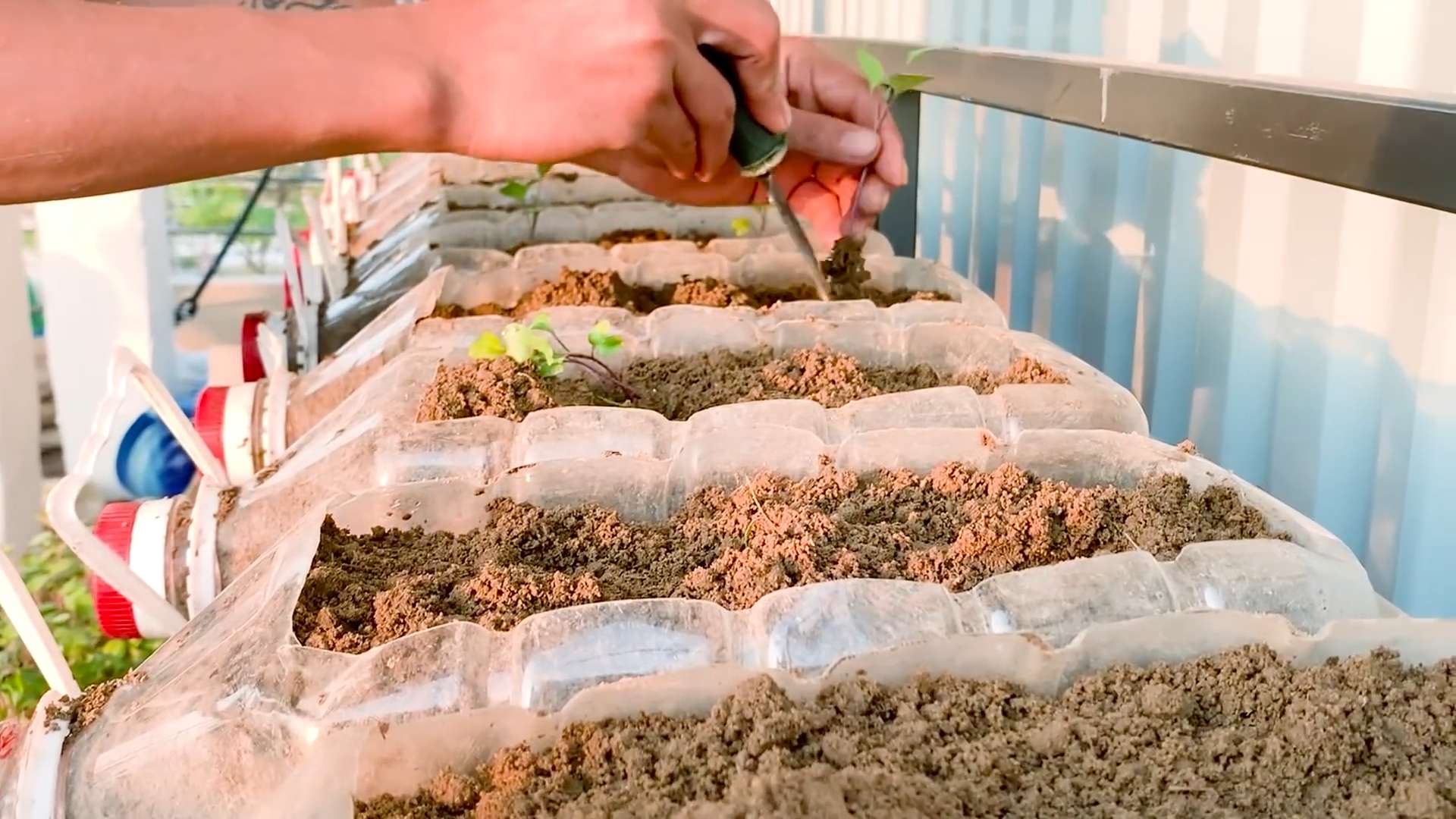 Grow Kohlrabi on Balcony