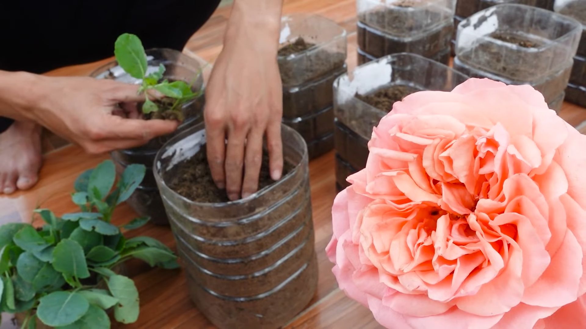 Grow Big Broccoli at Home