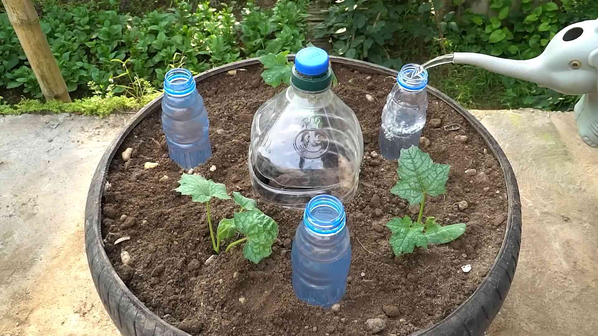 Grow Sponge Gourd Year Round