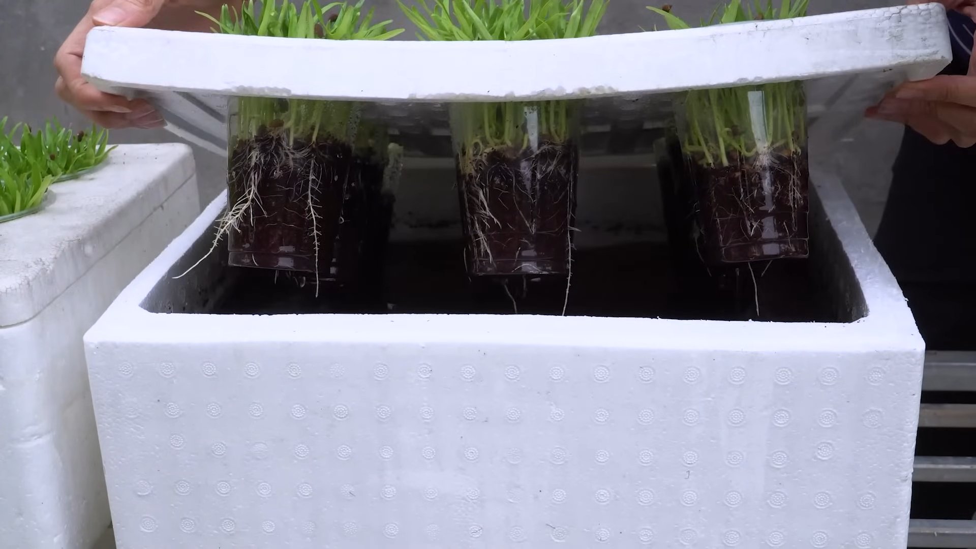 Grow water spinach quickly