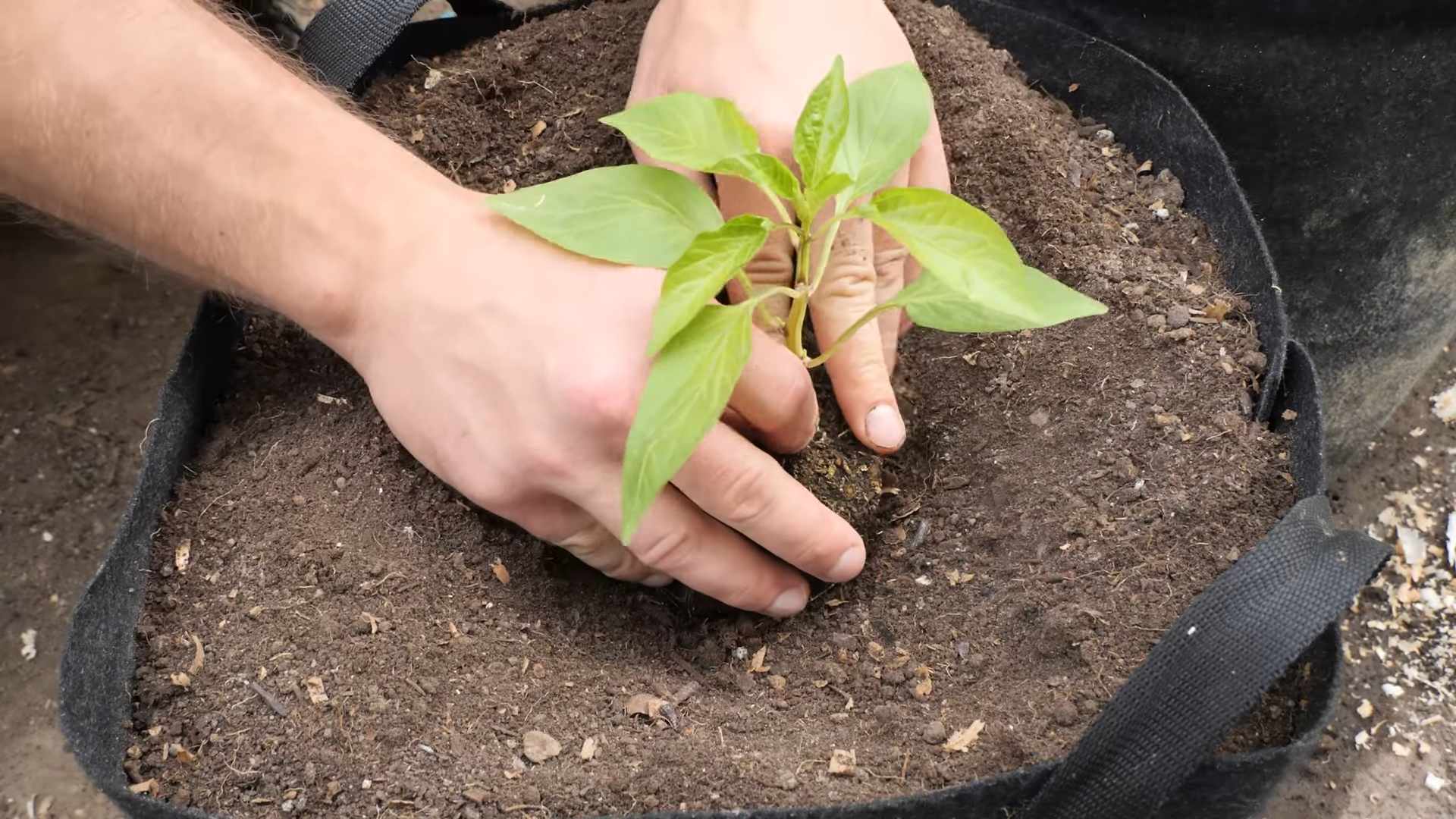 Growing Hot and Sweet Peppers