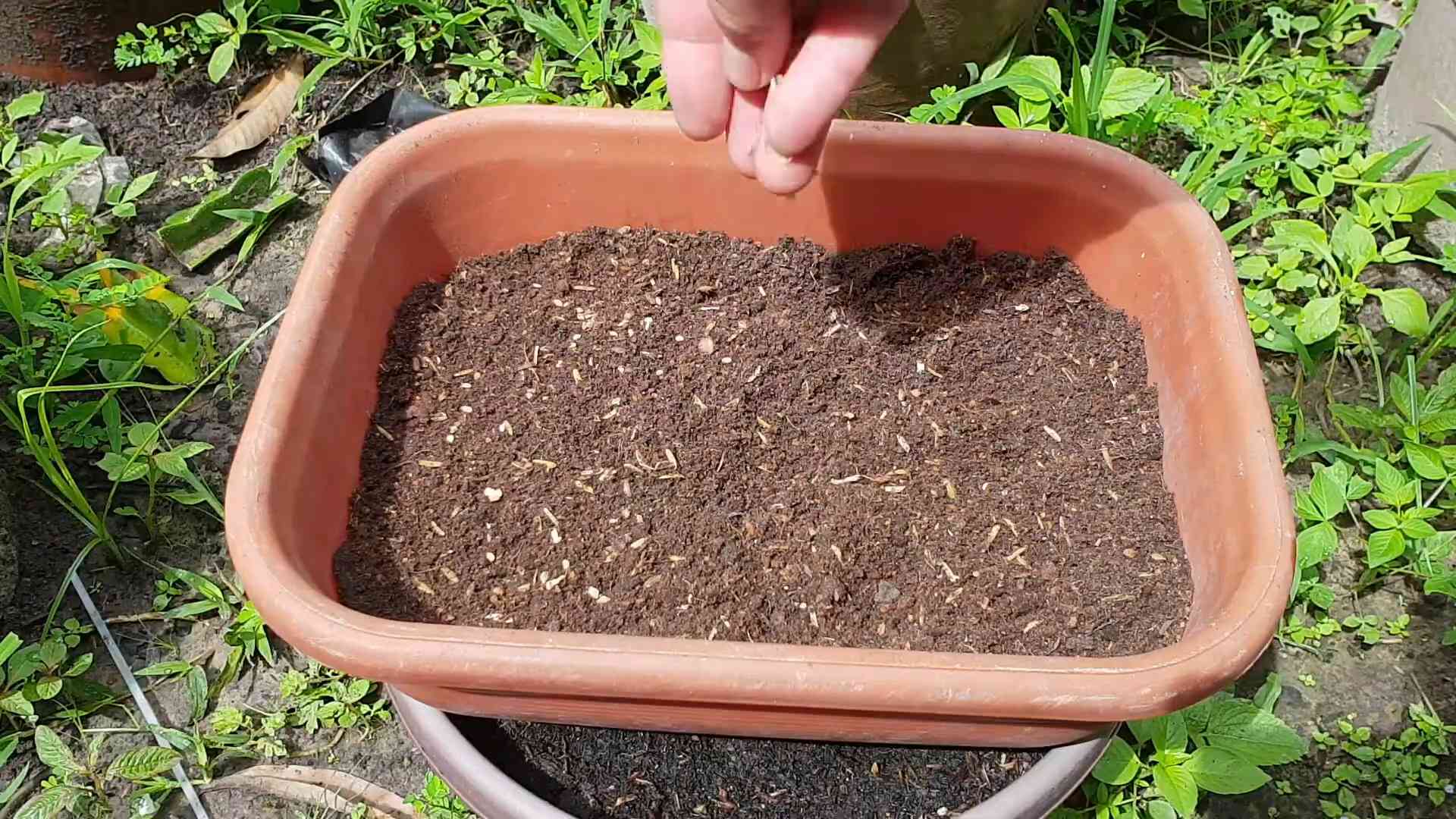 Heirloom Tomatoes Kitchen Garden