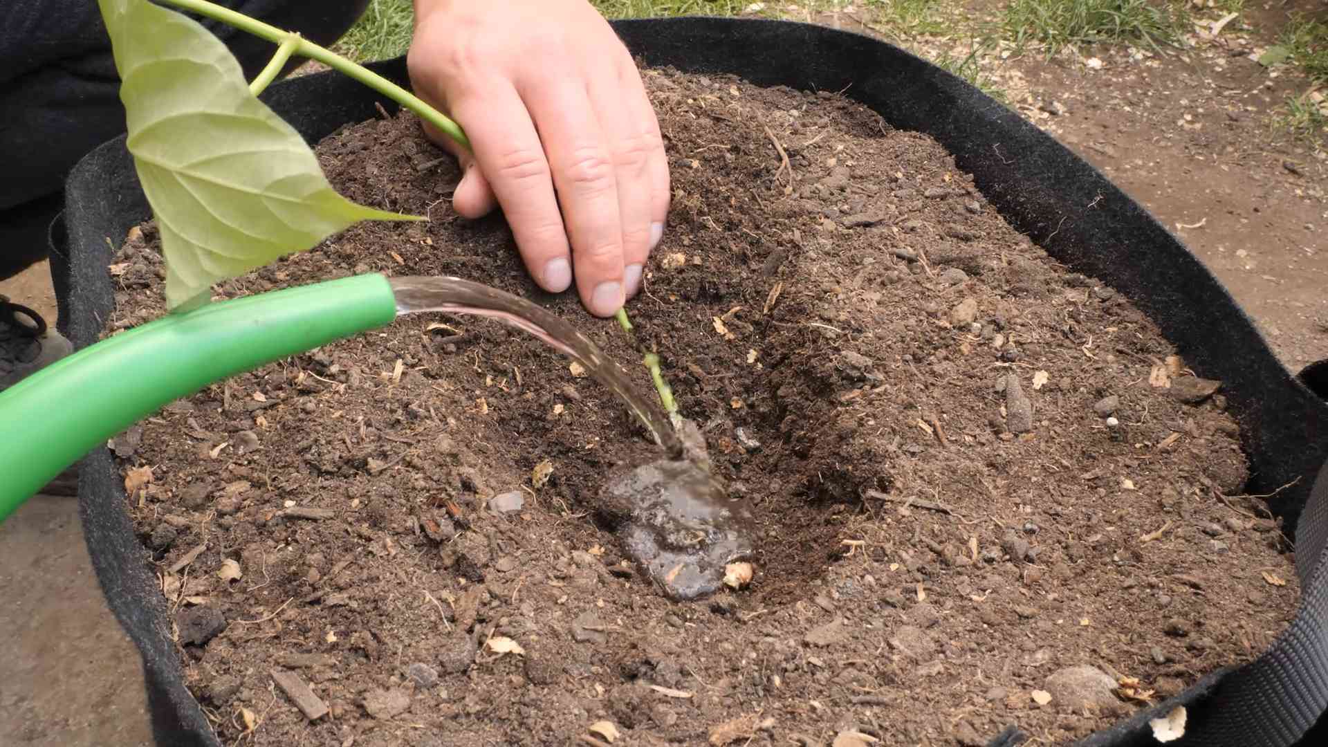 Grow Cape Gooseberry at Home