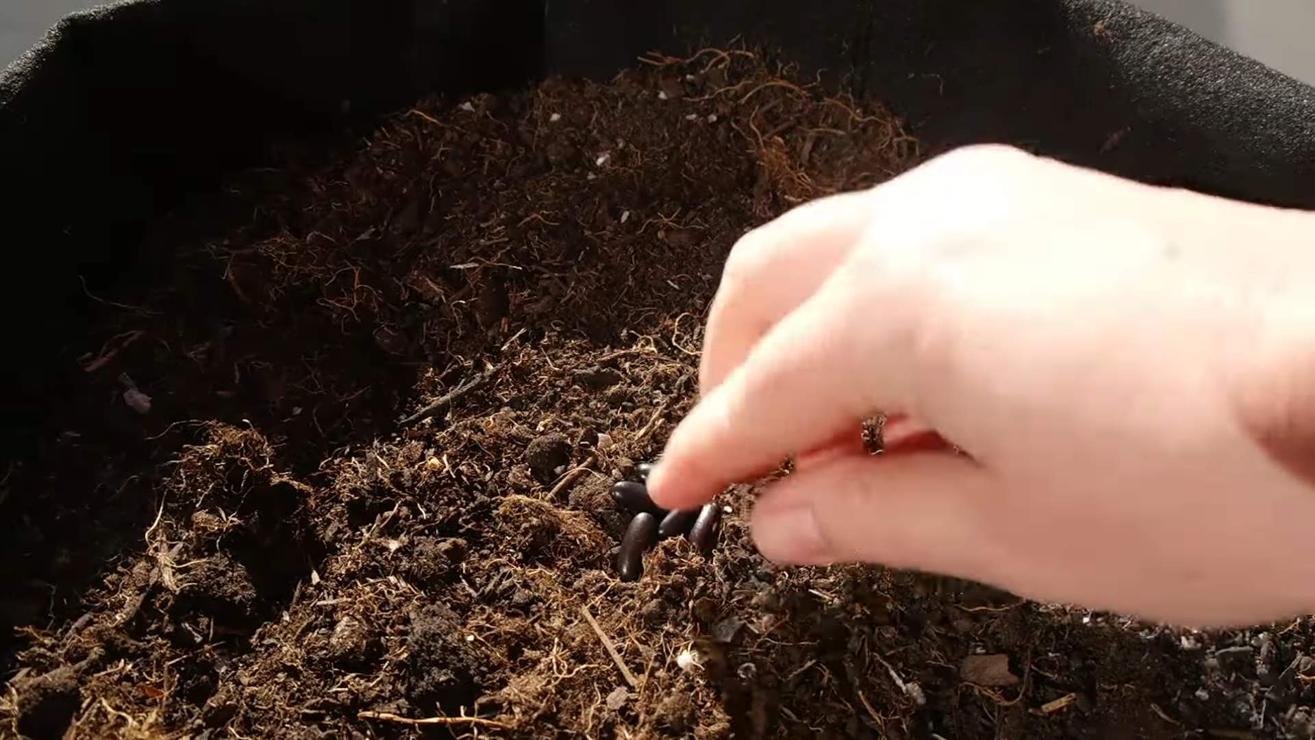 Purple Bush Beans Container Gardening