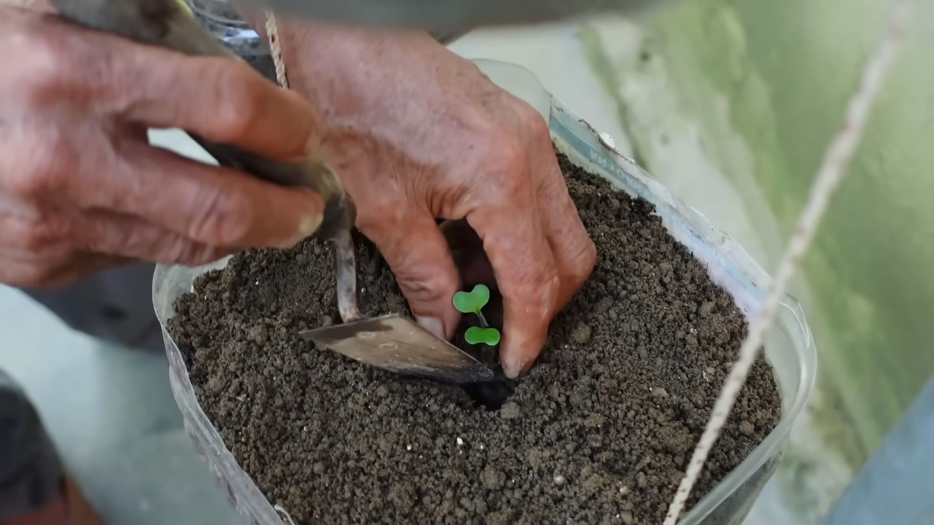 Hanging Pot Cabbage Growing