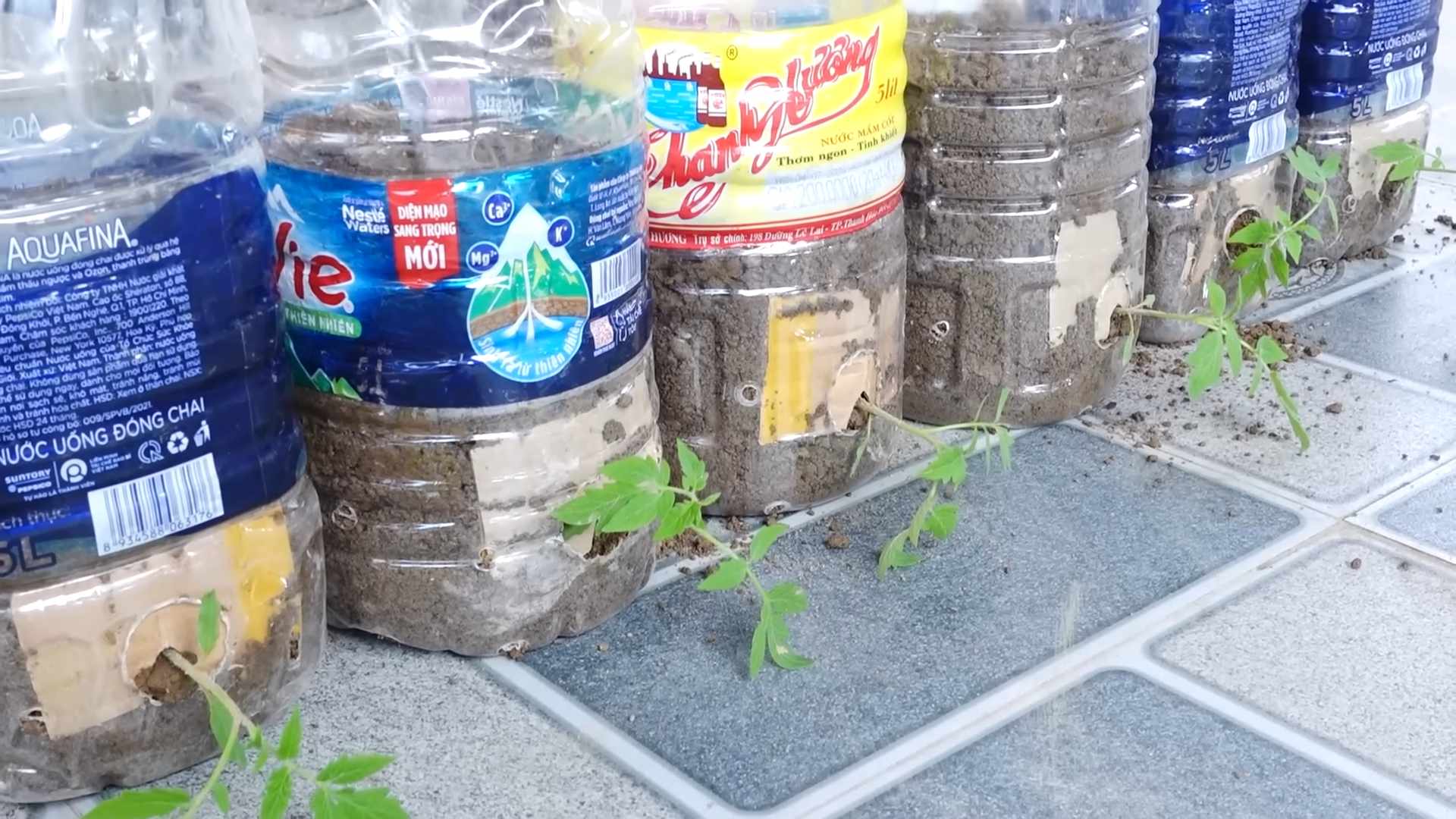 Tomato Growing Maximum Harvest