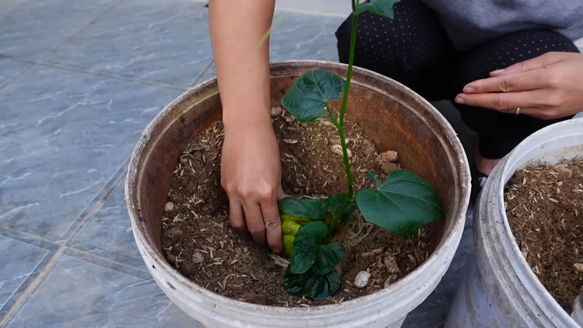 Chayote Planting in Buckets