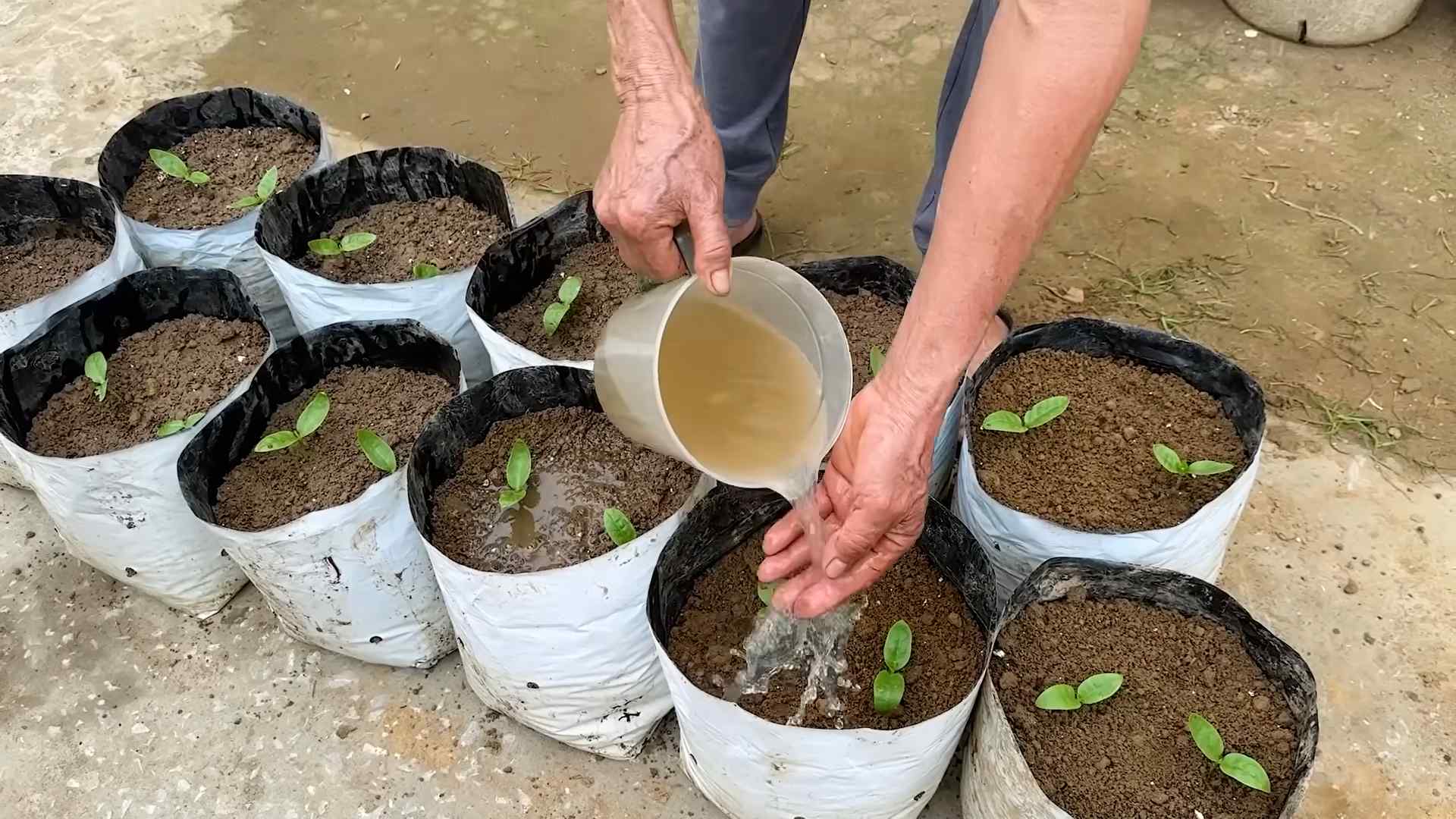 Yardlong Bean Easy Growing