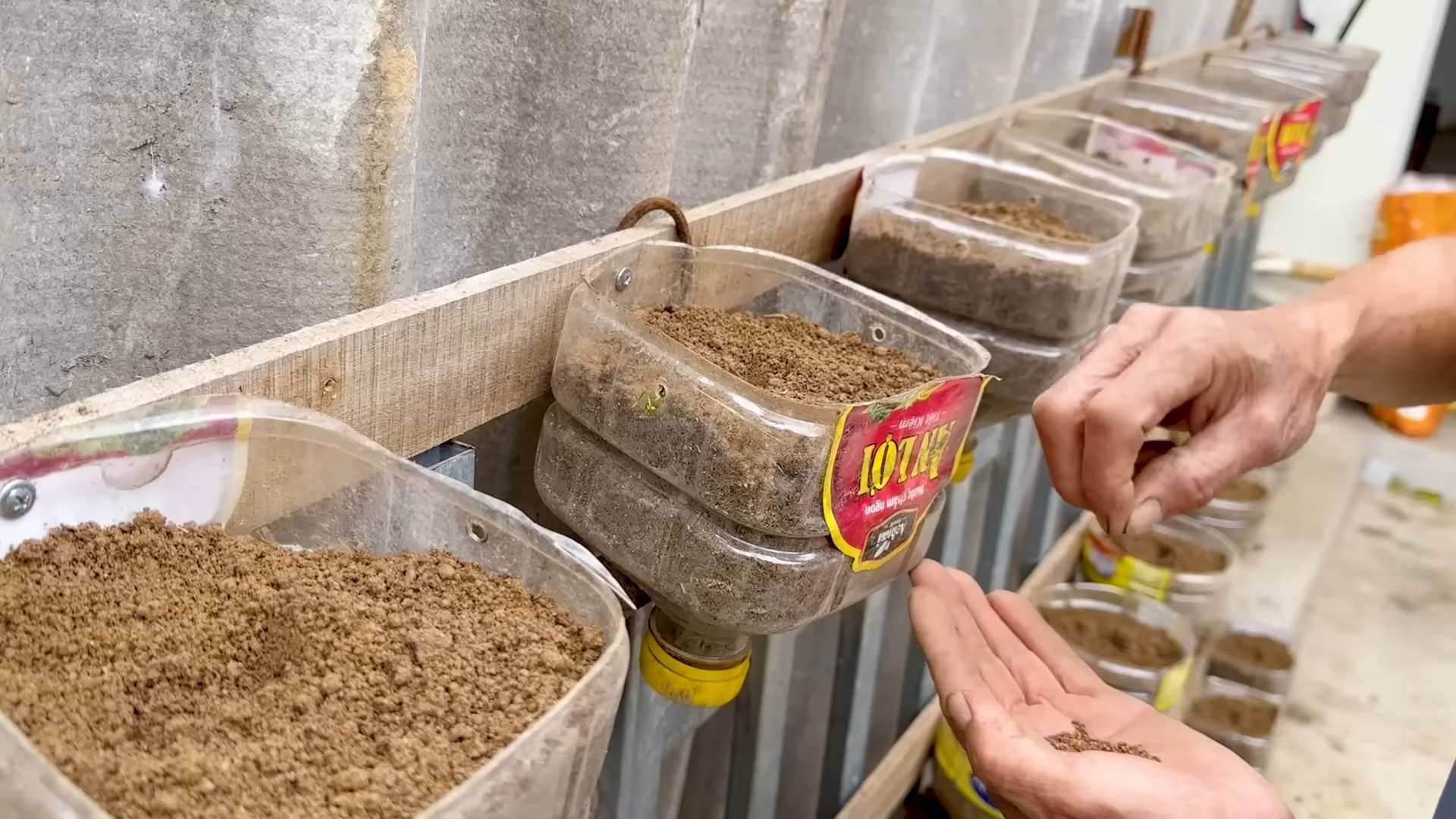DIY Bottle Gardening Kale