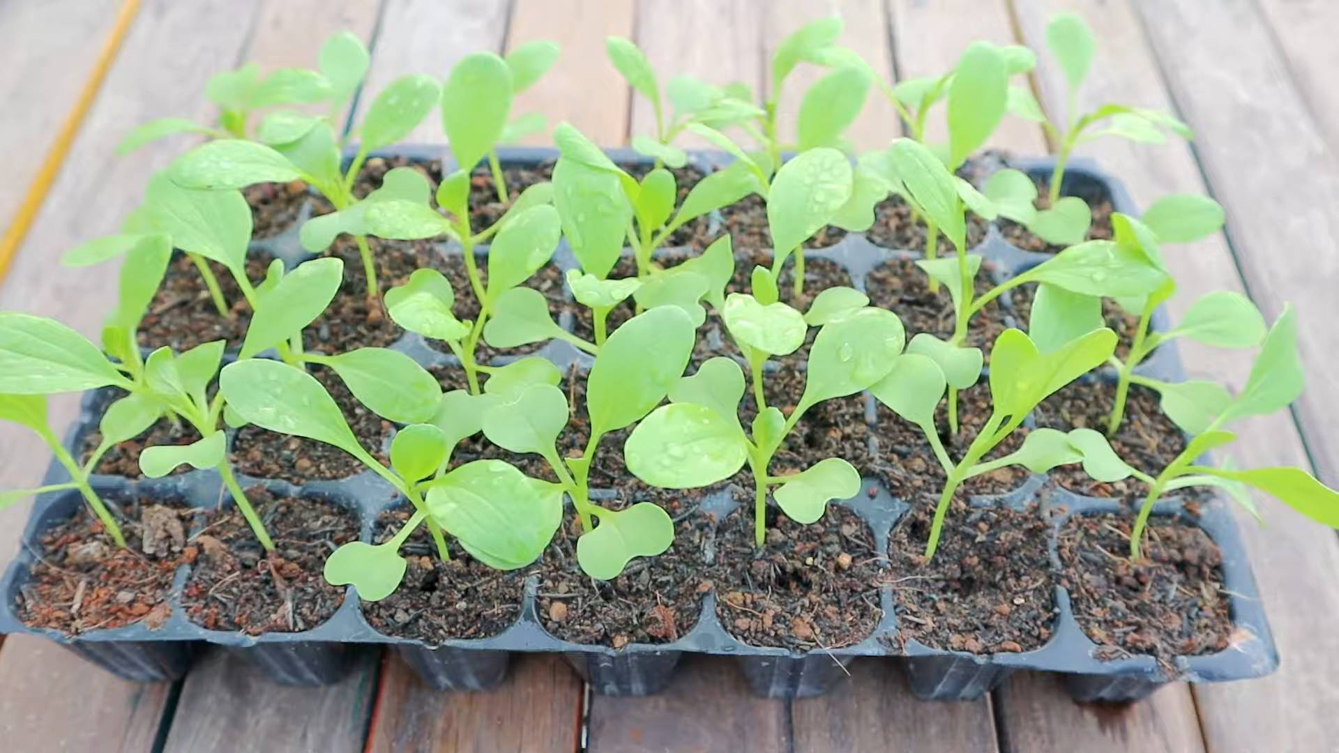 Grow Bok Choy at Home