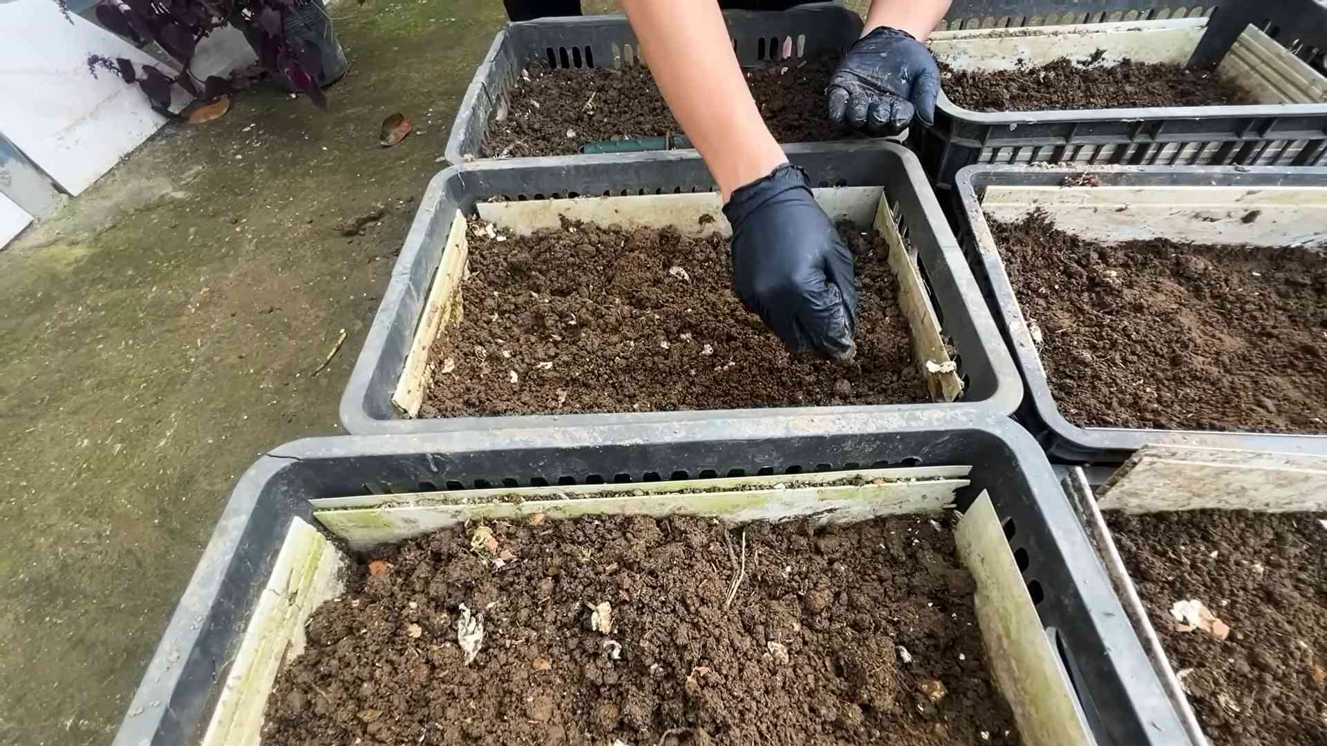 Growing Carrots Indoors