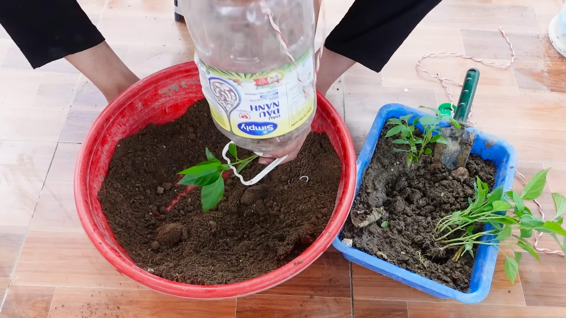 DIY chili plant bottle garden
