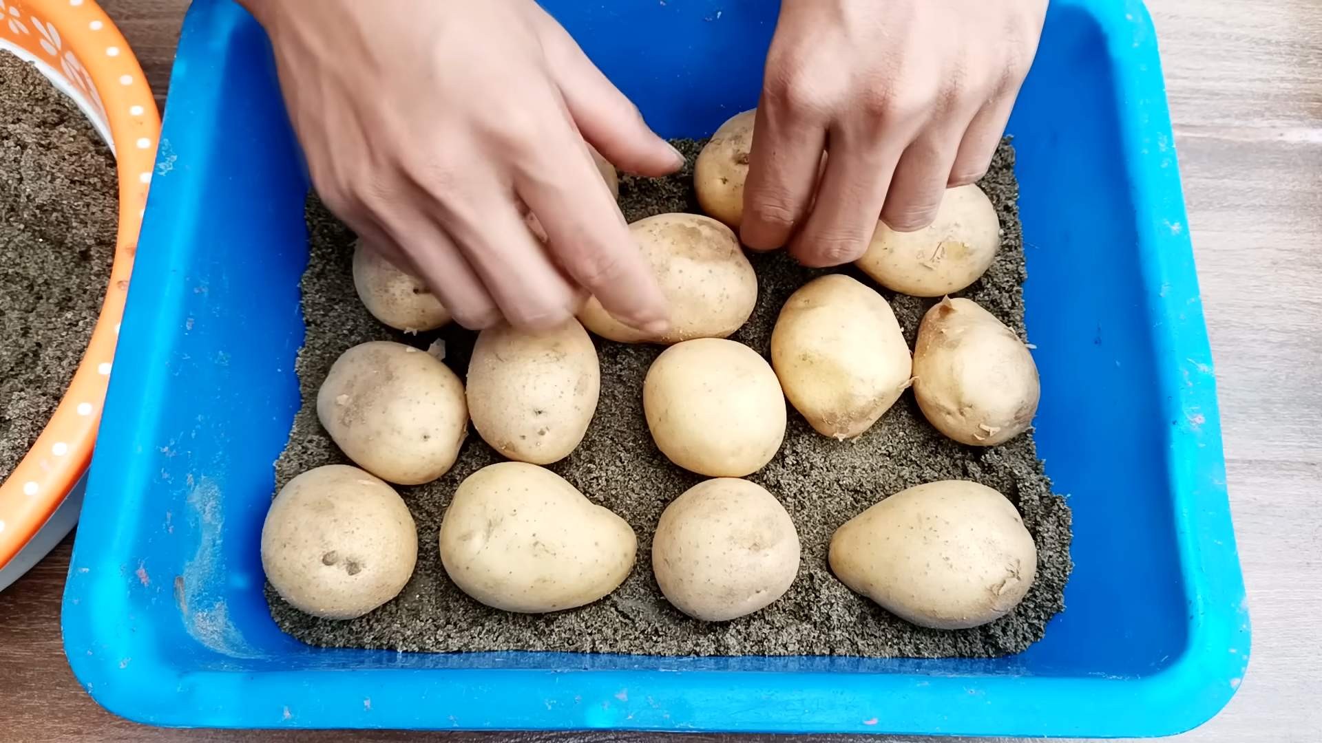 Terrace Potato Growing No Soil