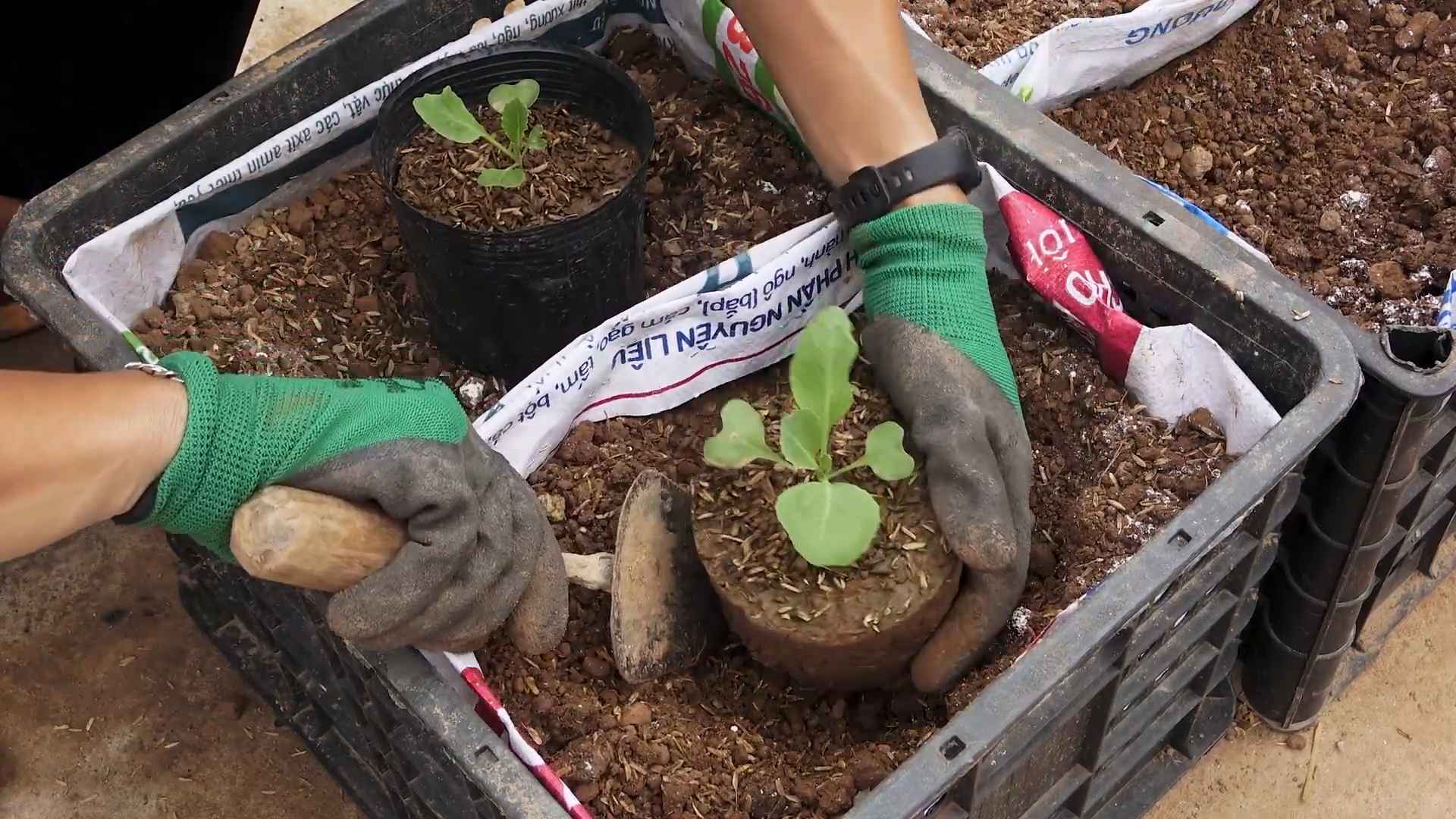 Growing Cabbage From Seeds