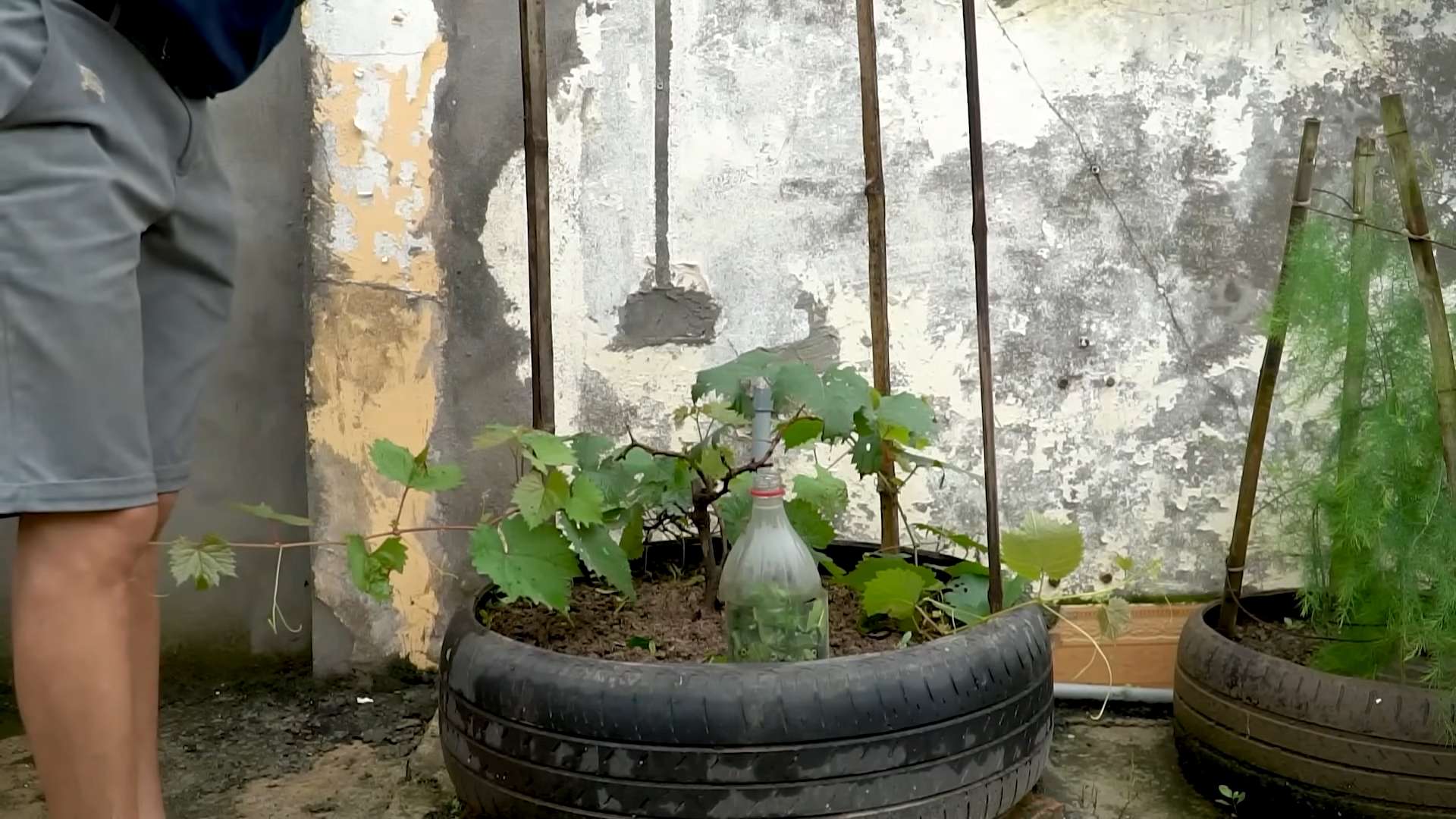 Growing grapes in tires