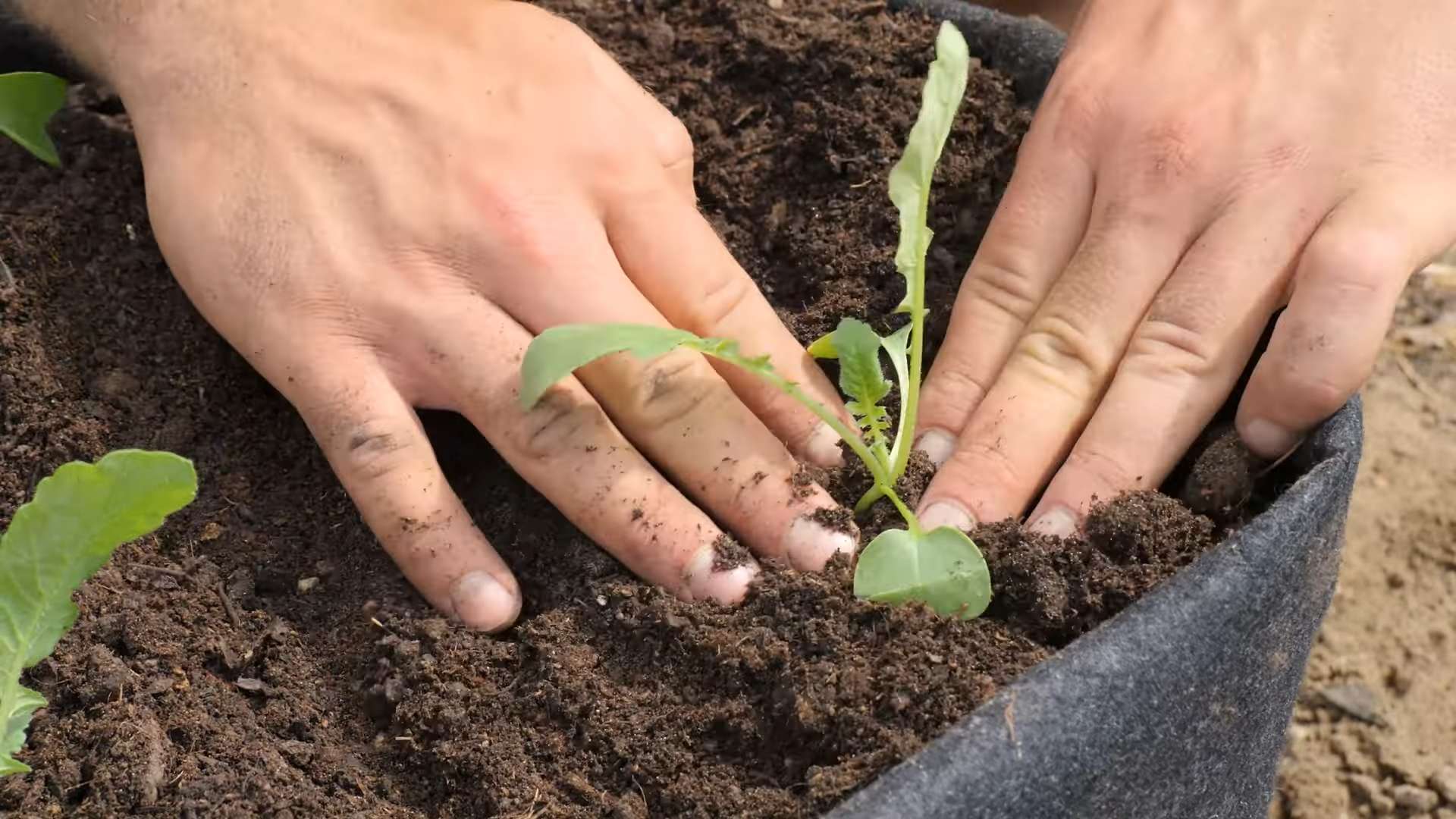 Indoor Radish Growing