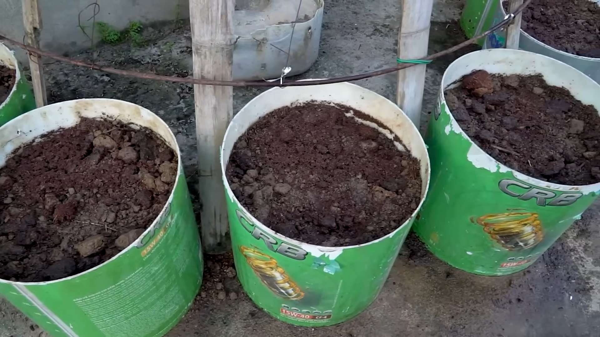 Growing beans balcony kitchen
