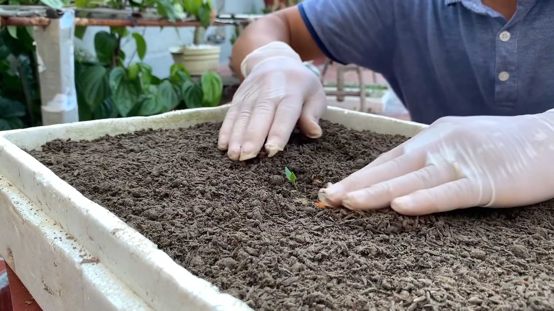 Grow Chili Peppers at Home