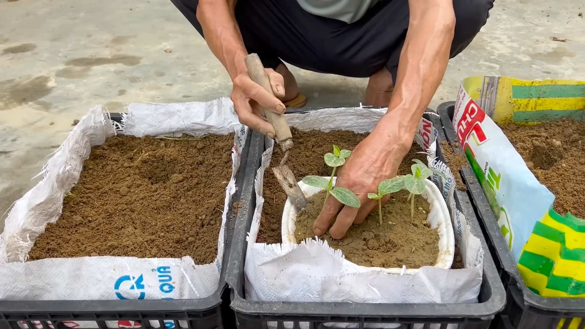 Growing pumpkins at home