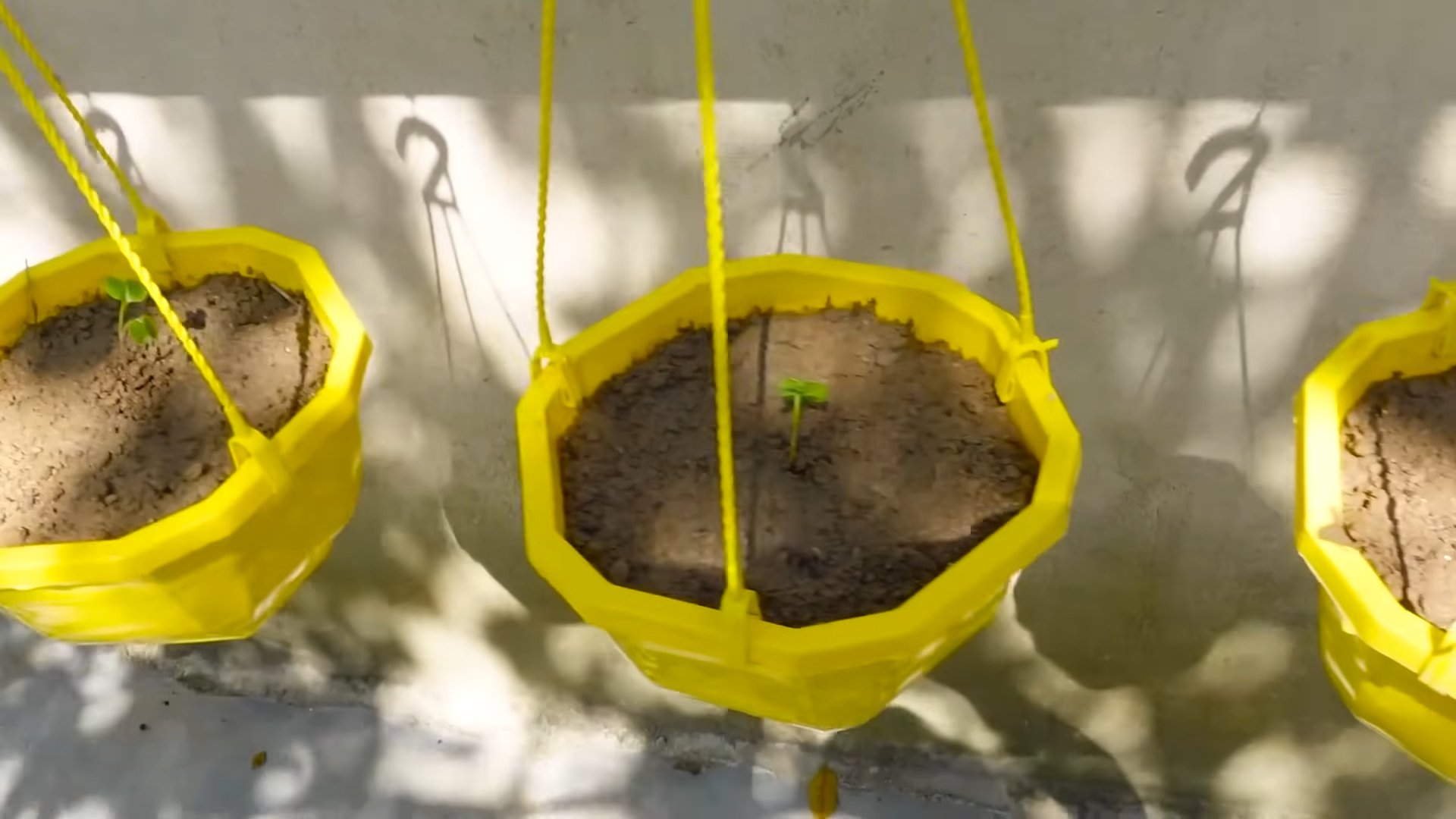 Pink Radish Pot Gardening
