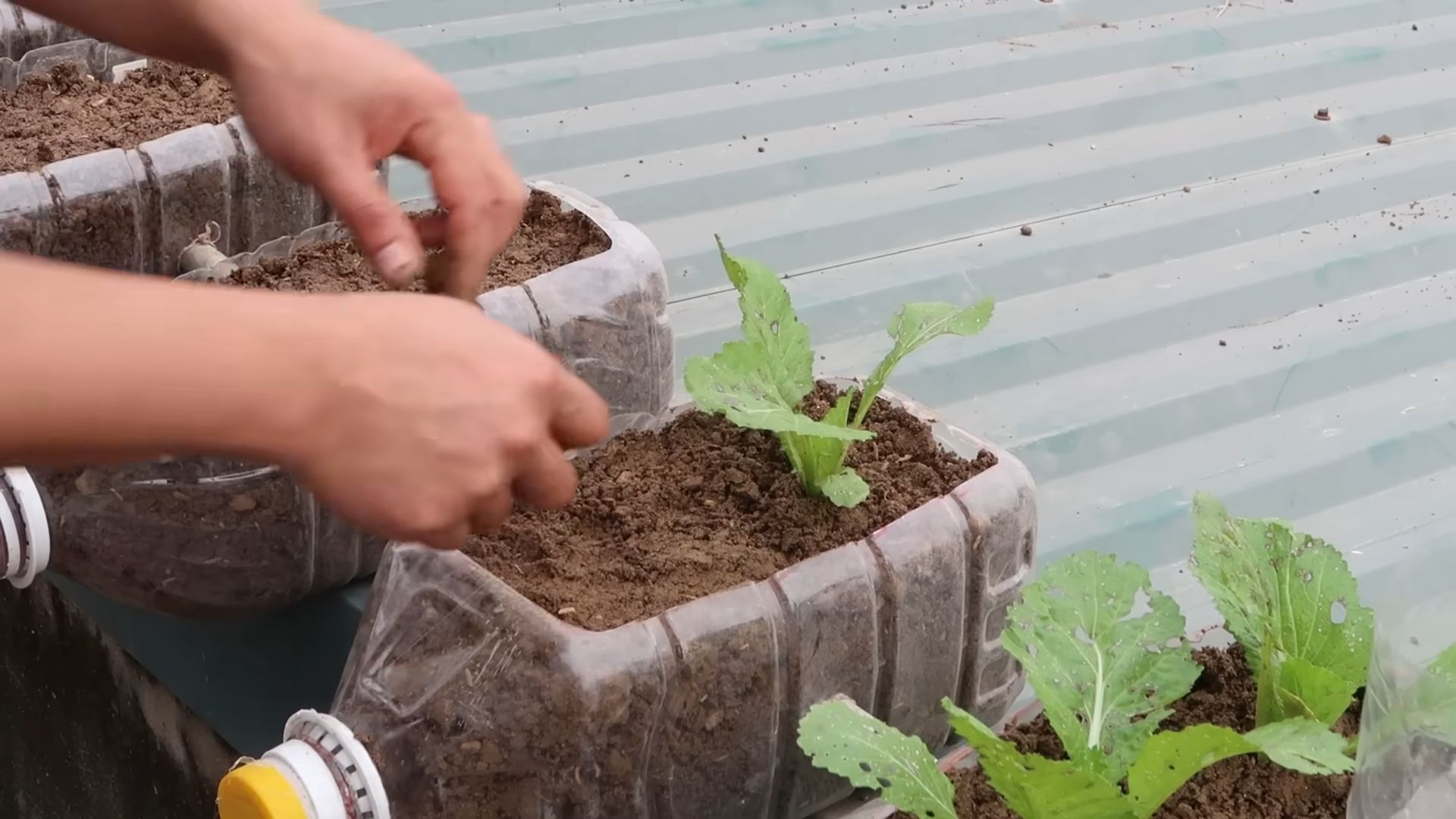 Grow vegetables at home