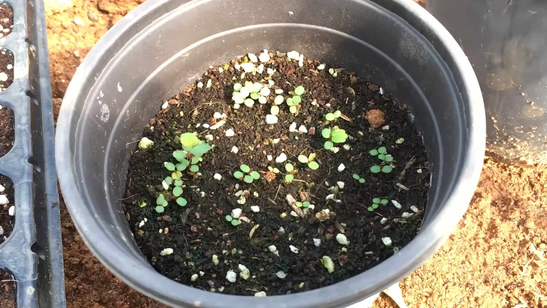 Starting Strawberries from Seed