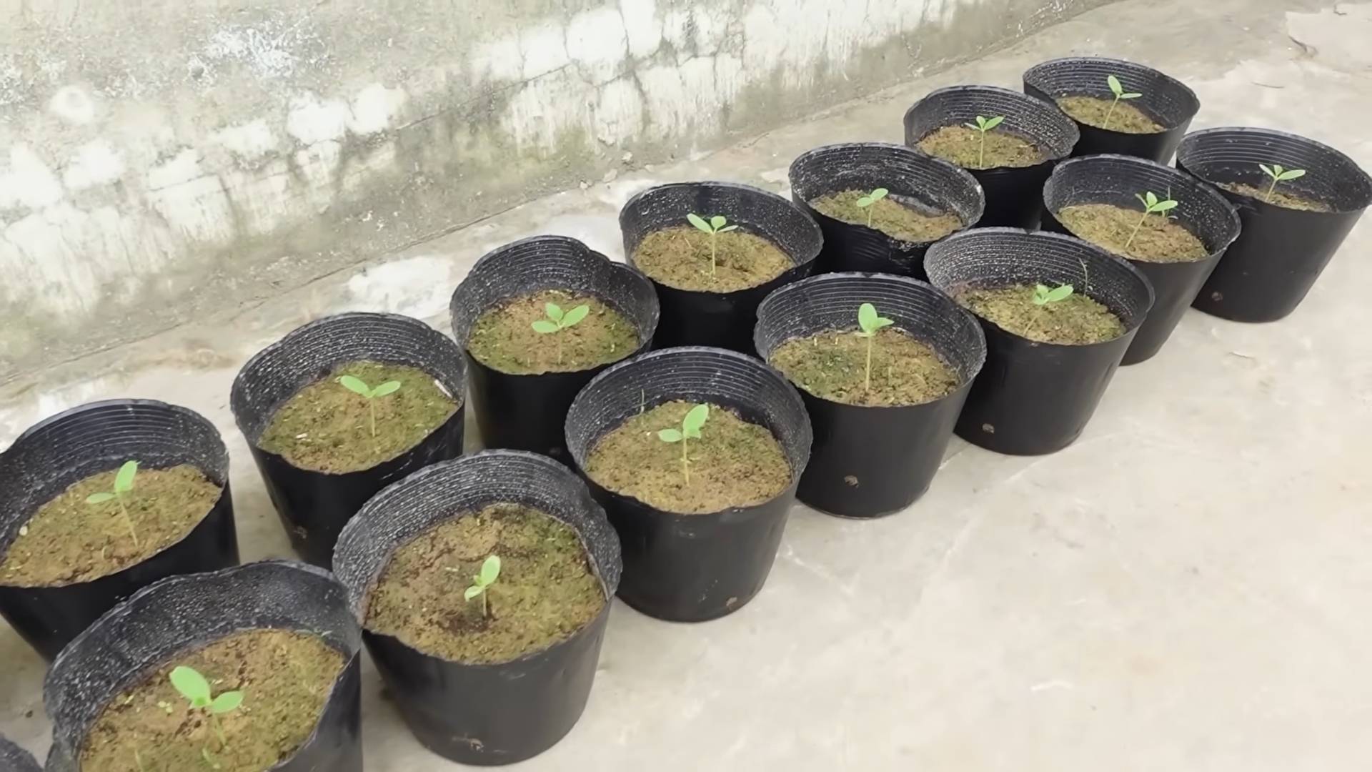 Planting Melons Home Garden