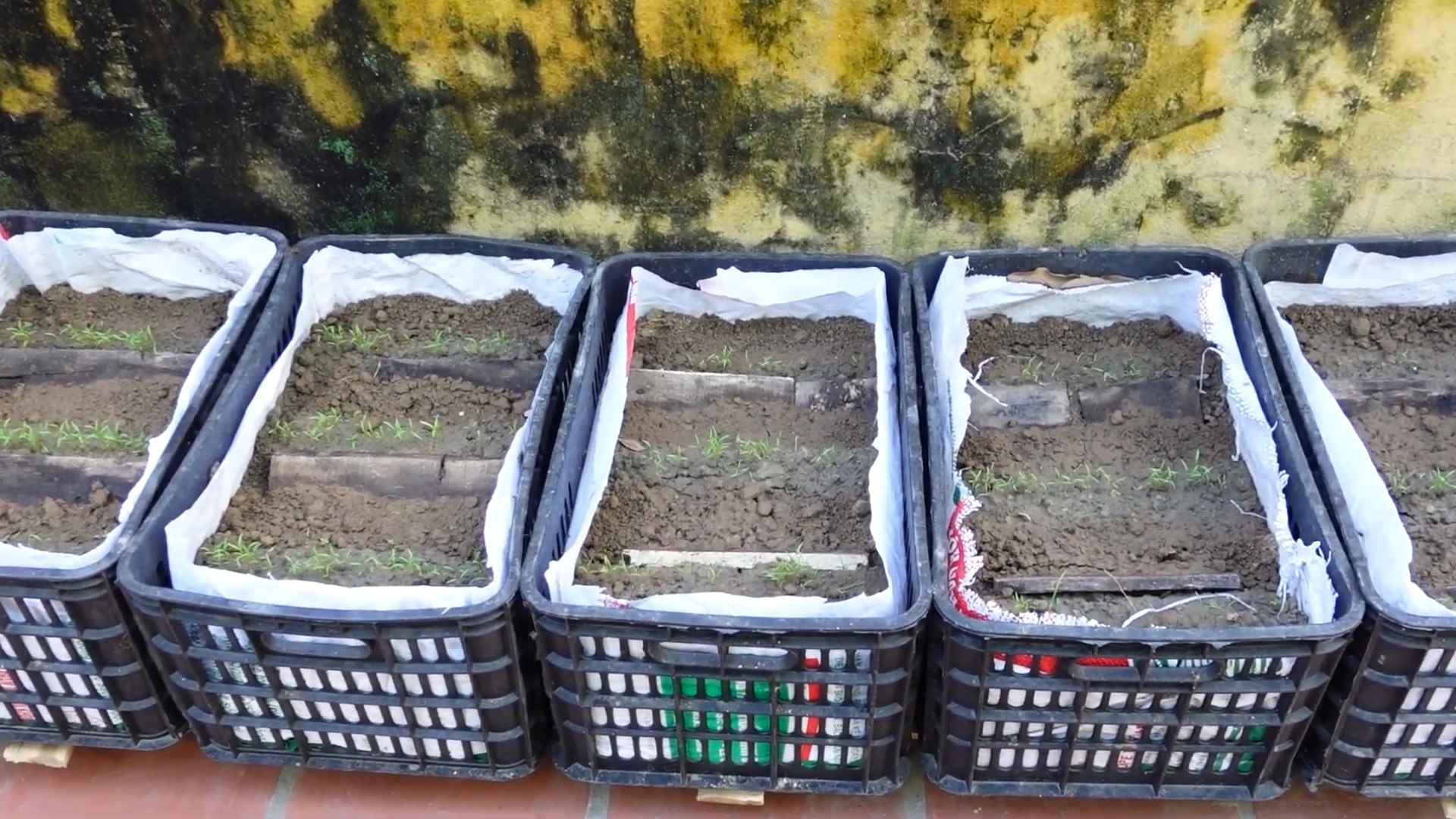 Harvesting Carrots DIY