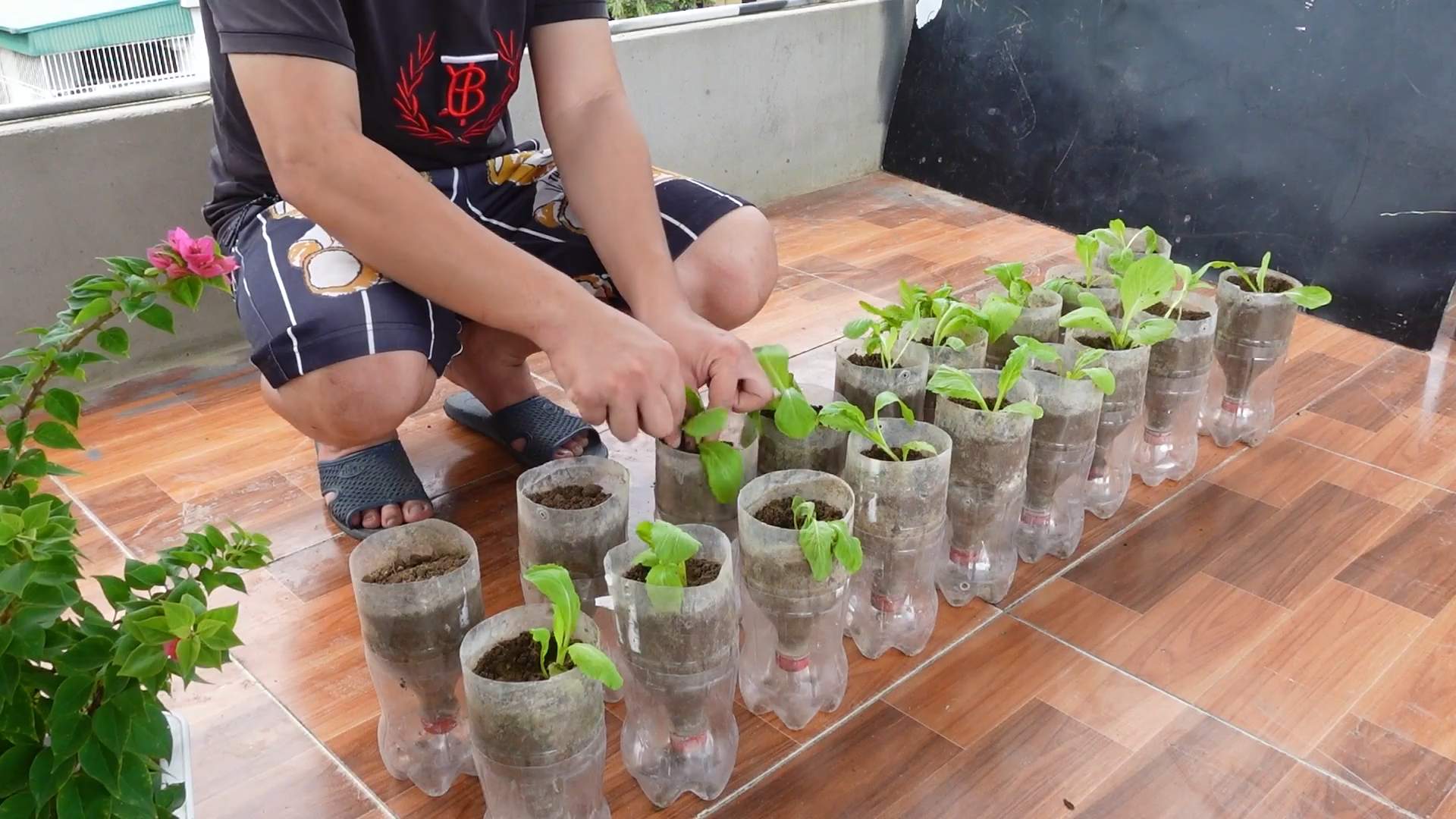 Growing Mustard Greens