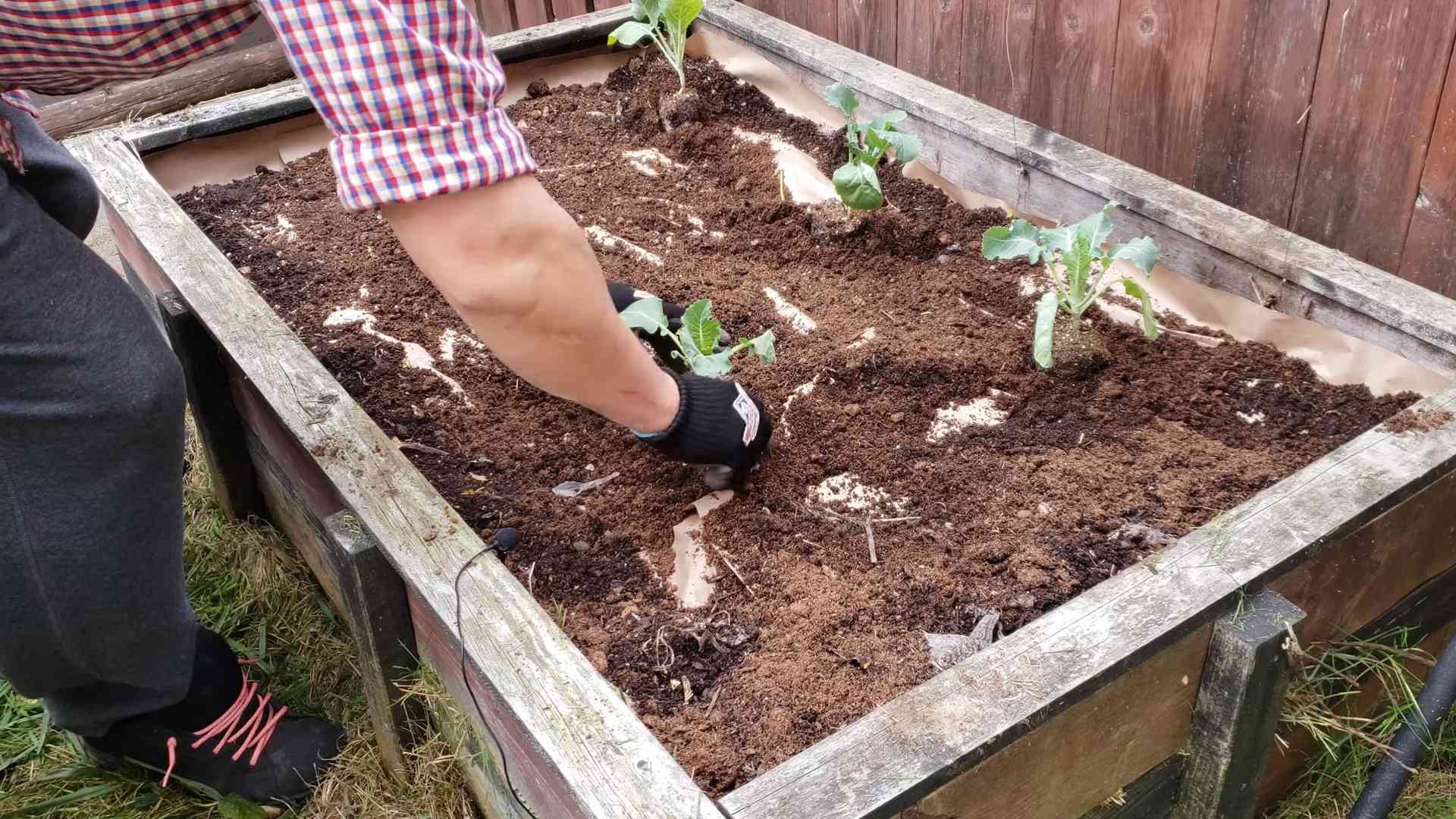 Planting Cauliflower at Home