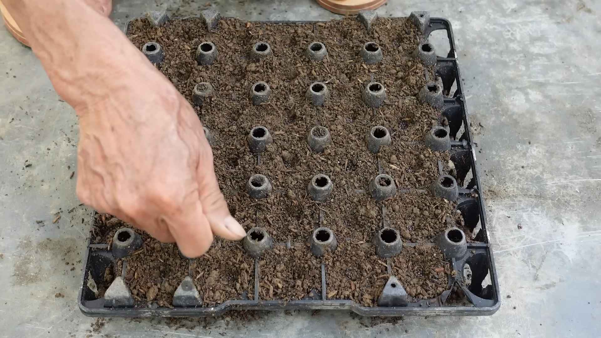 Napa Cabbage Planting Guide