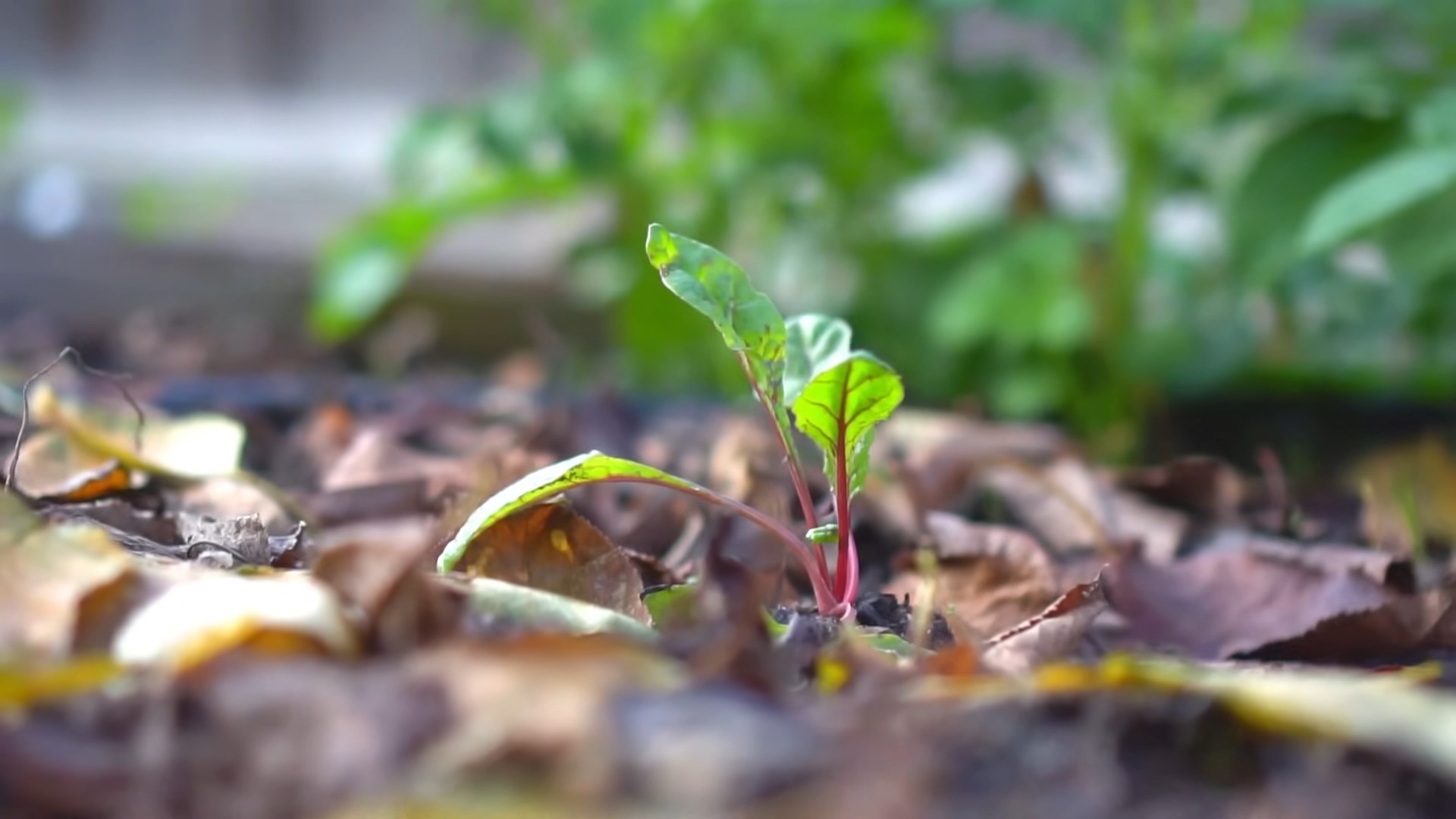 Grow Swiss Chard