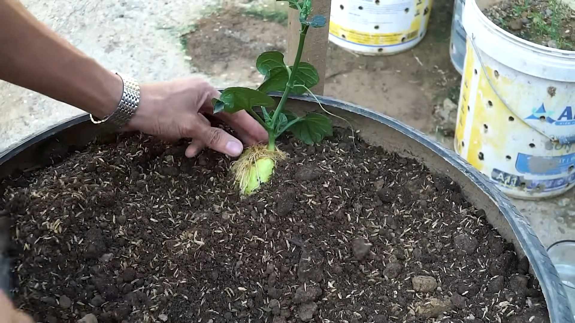 Growing Potatoes in Soil Bags