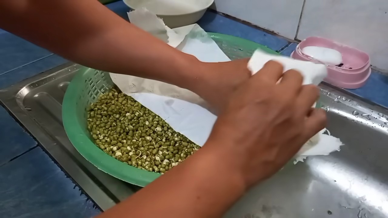 Mung Bean Sprouts DIY