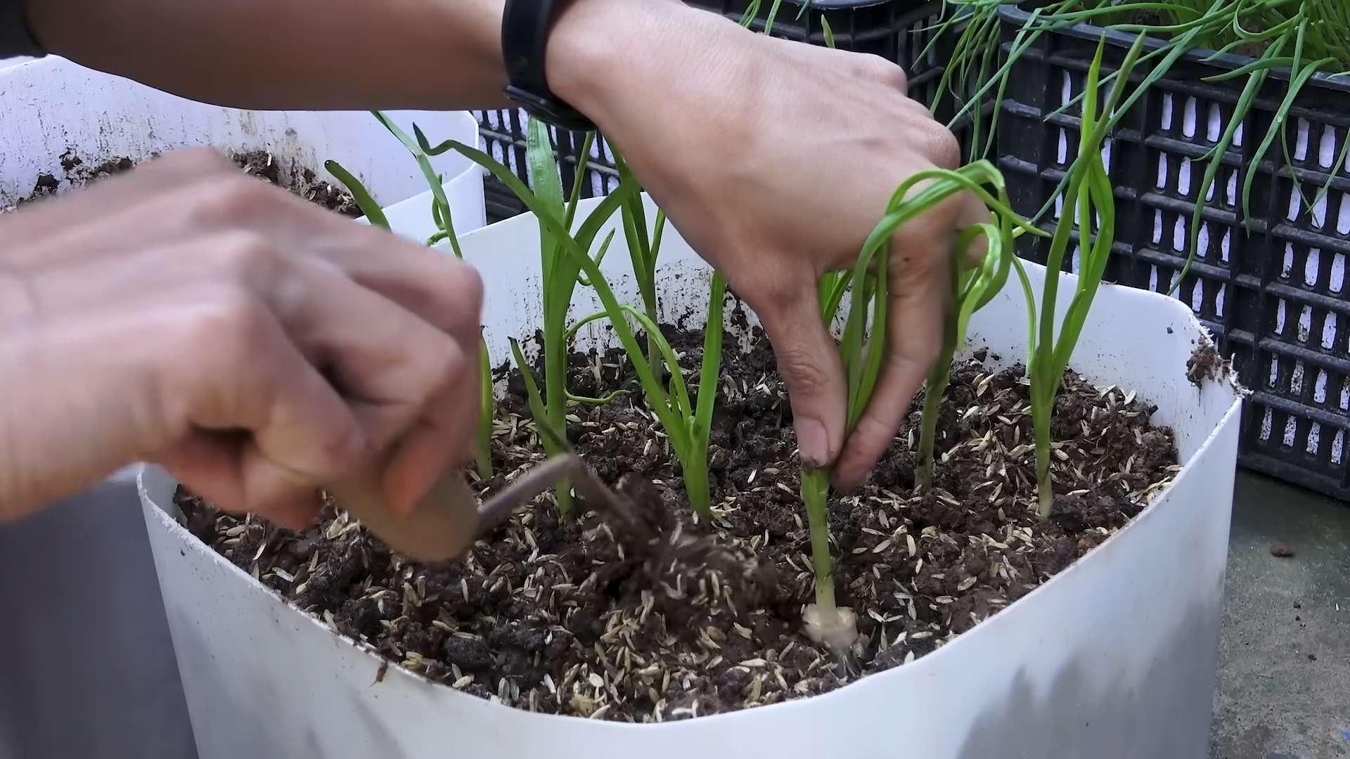 Bottle Gardening Garlic