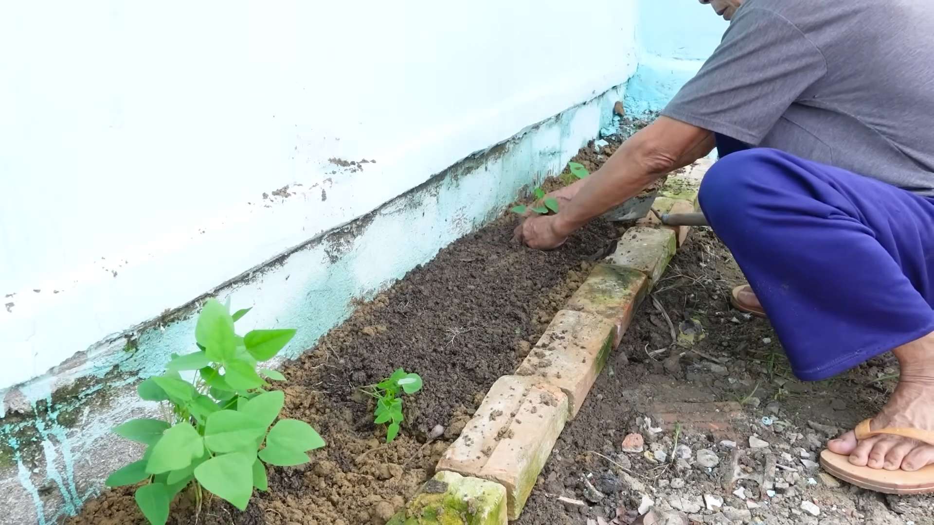 Growing Winged Beans Beginners