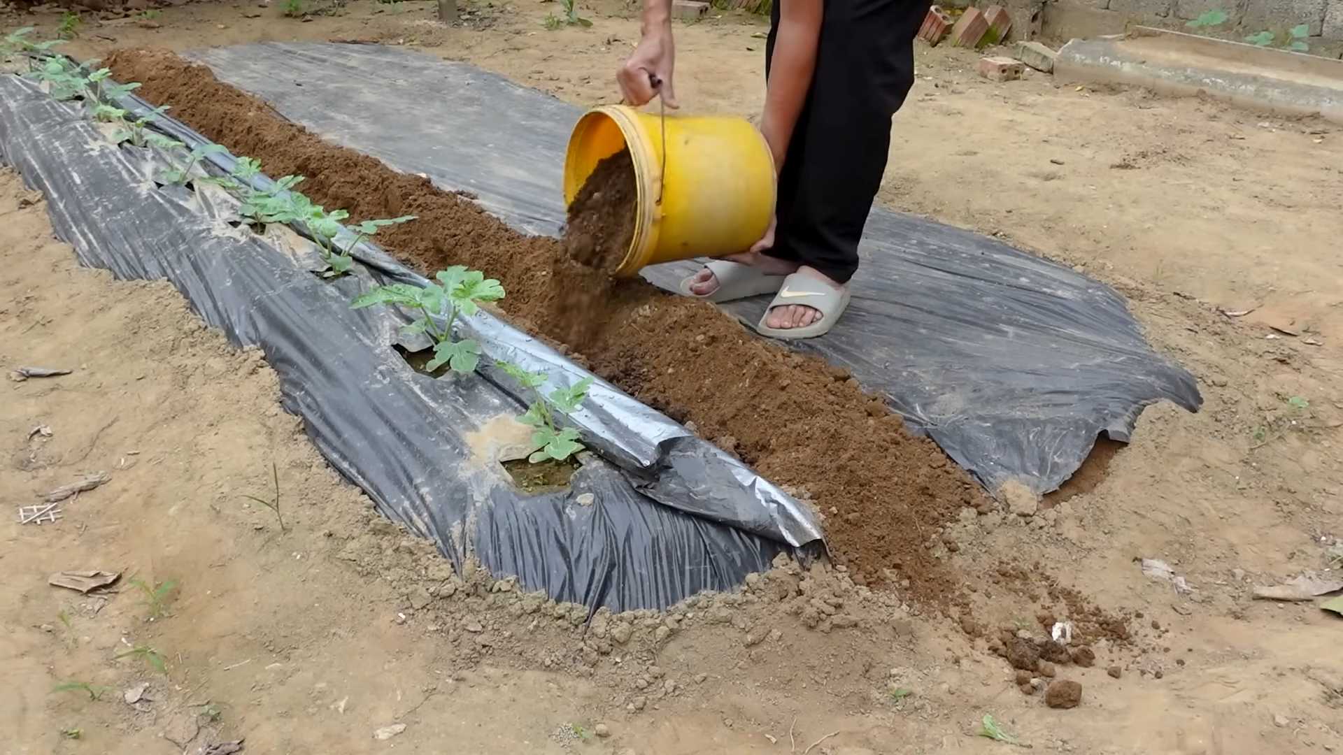 Grow Watermelons Backyard Easy