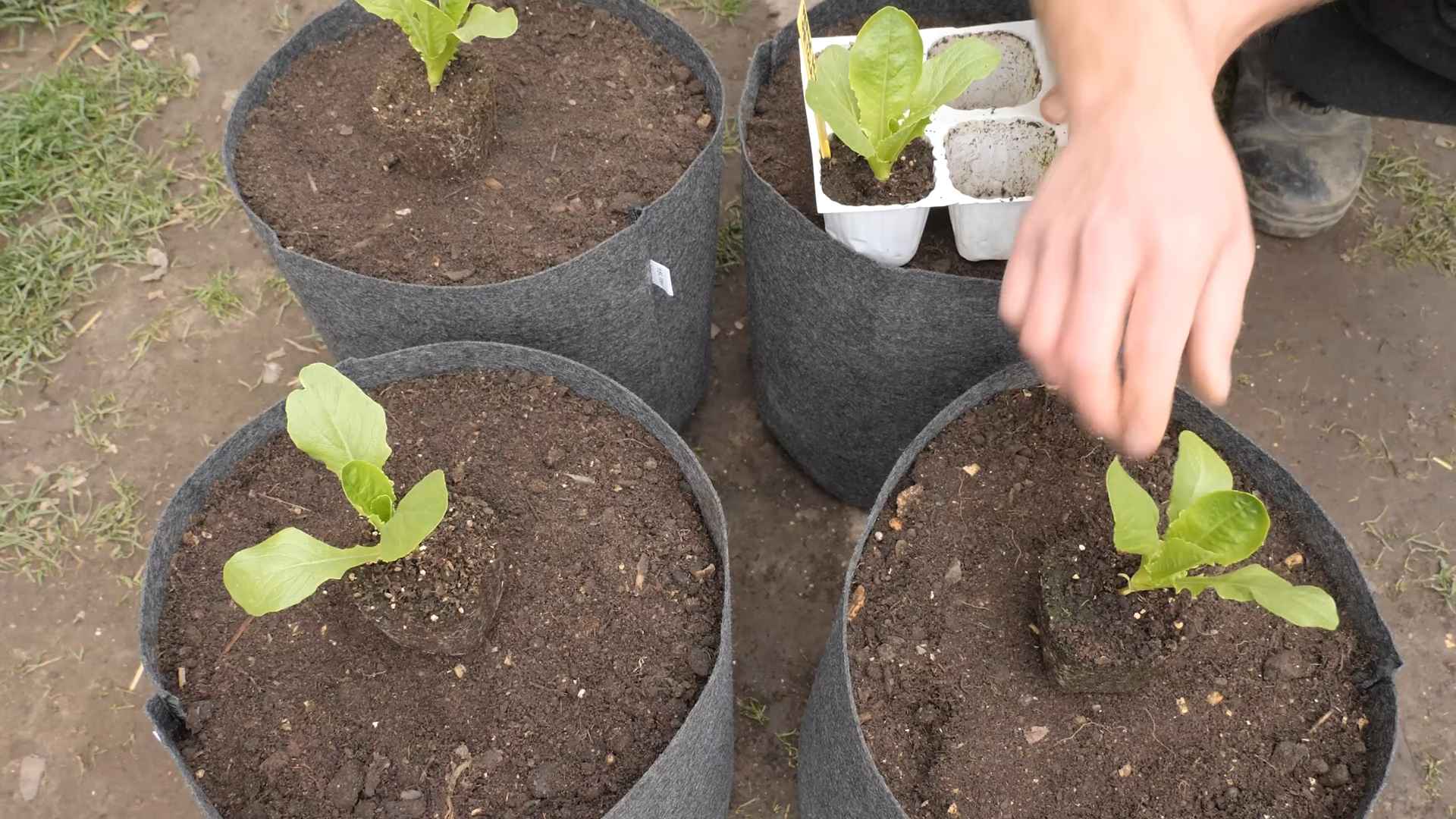 Grow Romaine Lettuce at Home