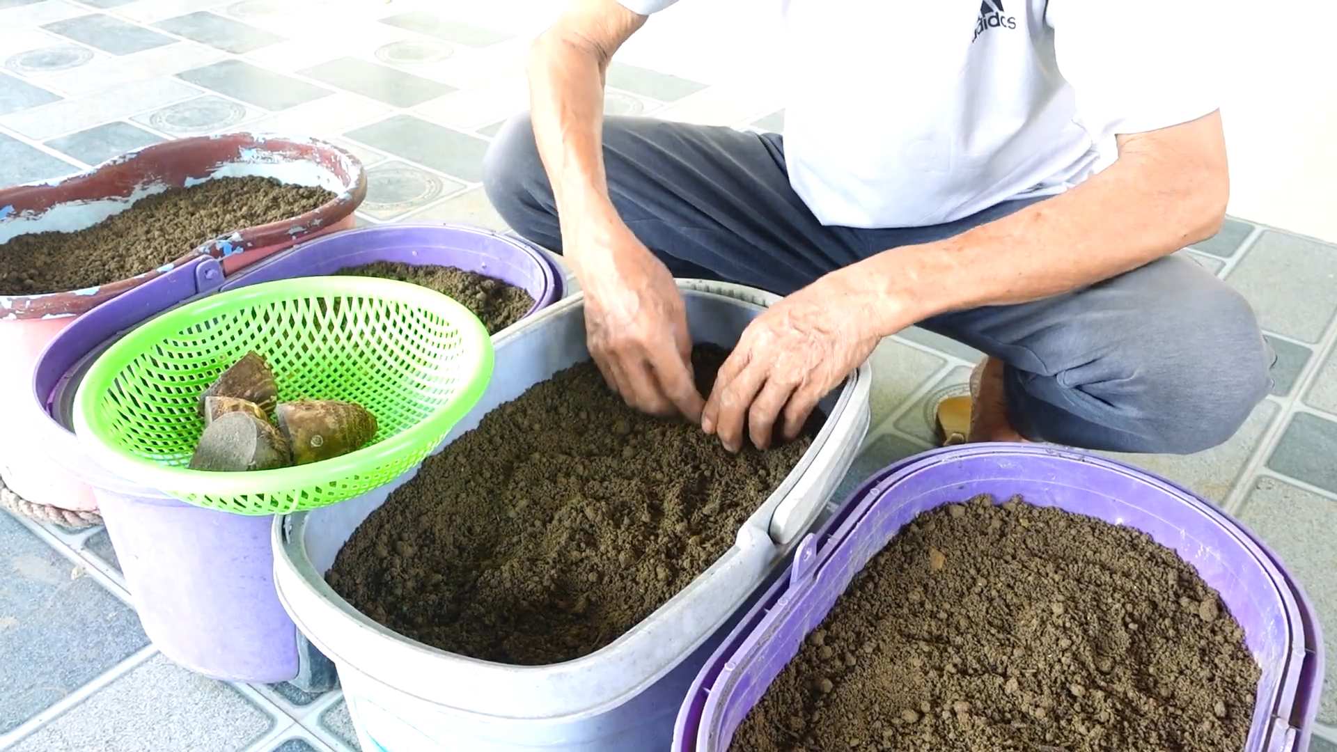 Planting Taro in Backyard