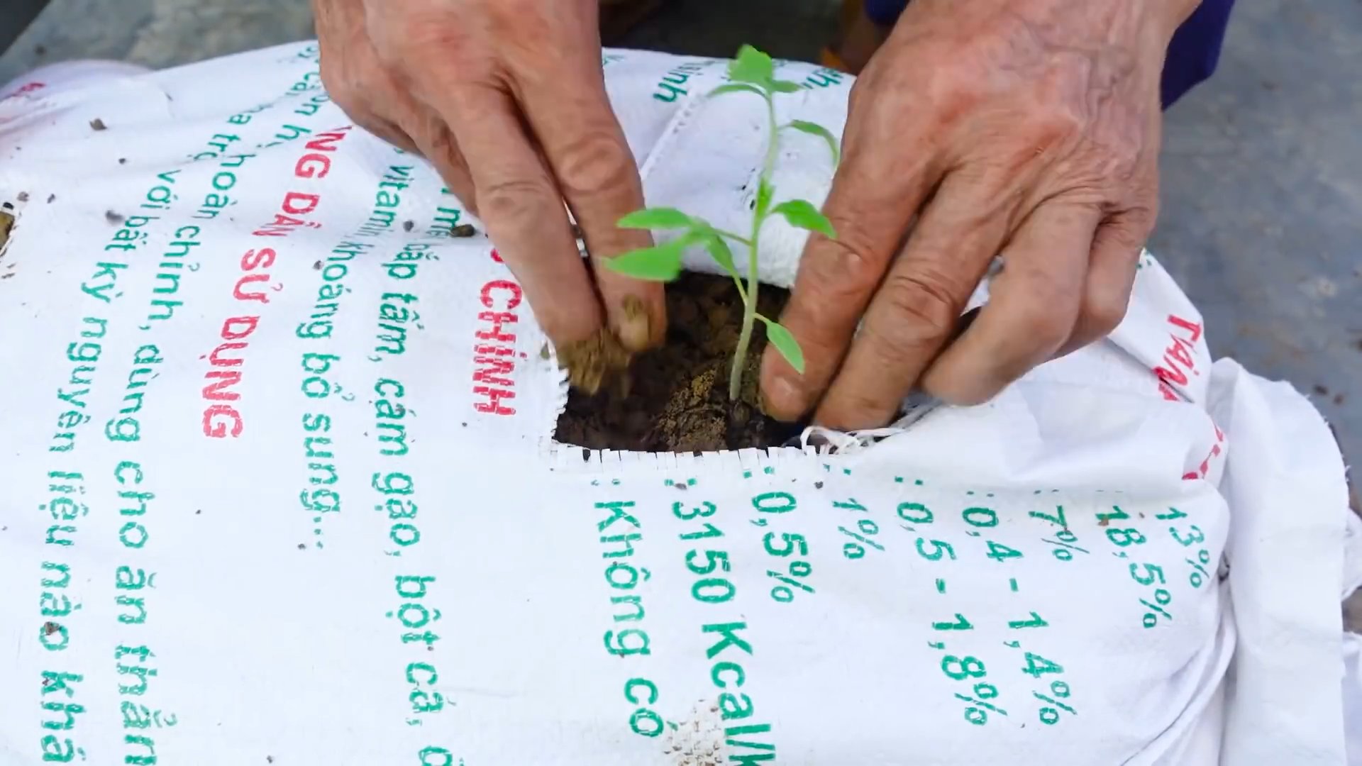 Backyard Tomato Gardening