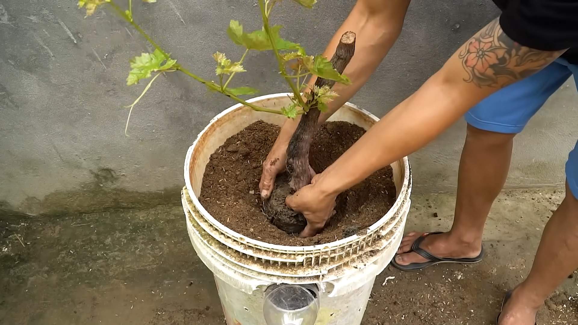 Grape Growing Easy Hack