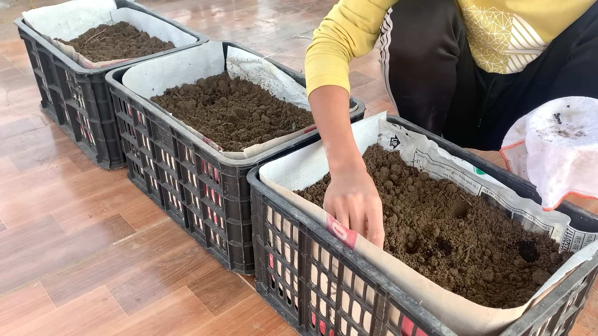Terrace Grown Asparagus