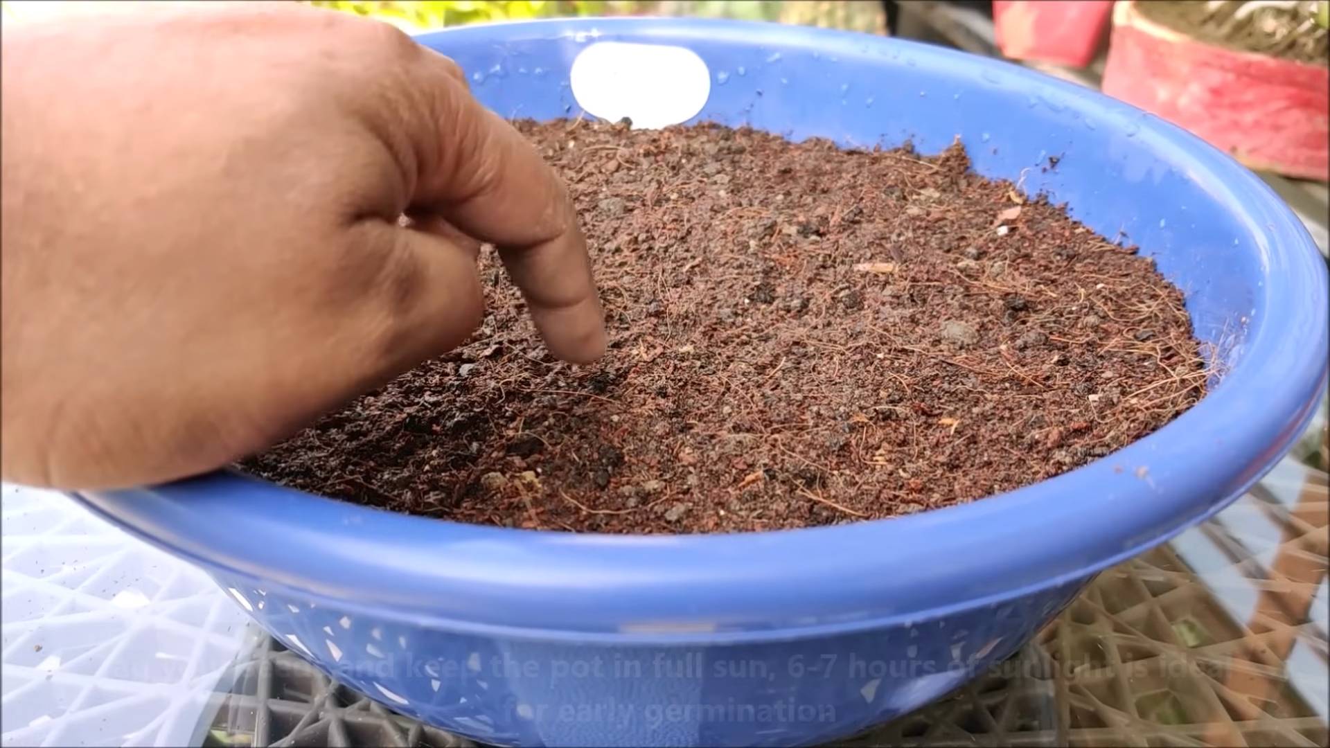 Grow broccoli at home