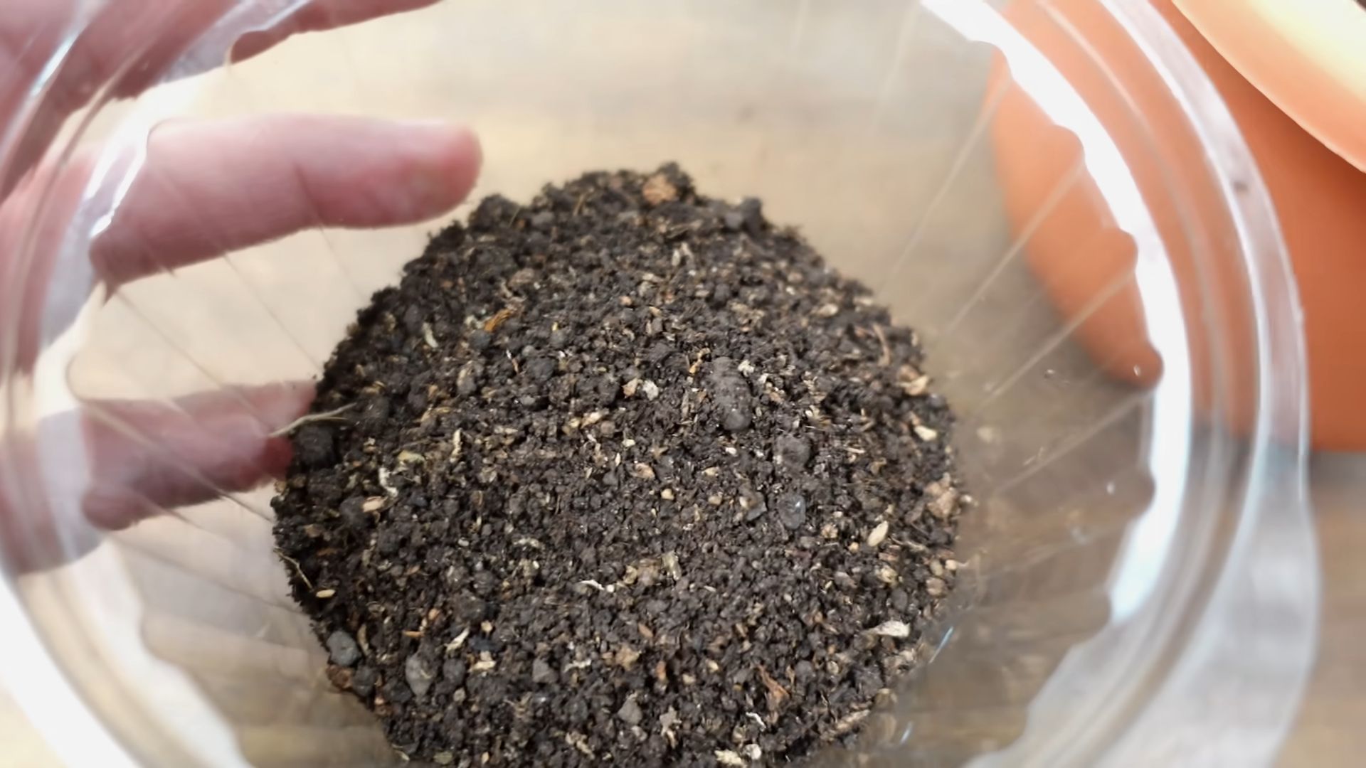 Growing Blueberries for Beginners