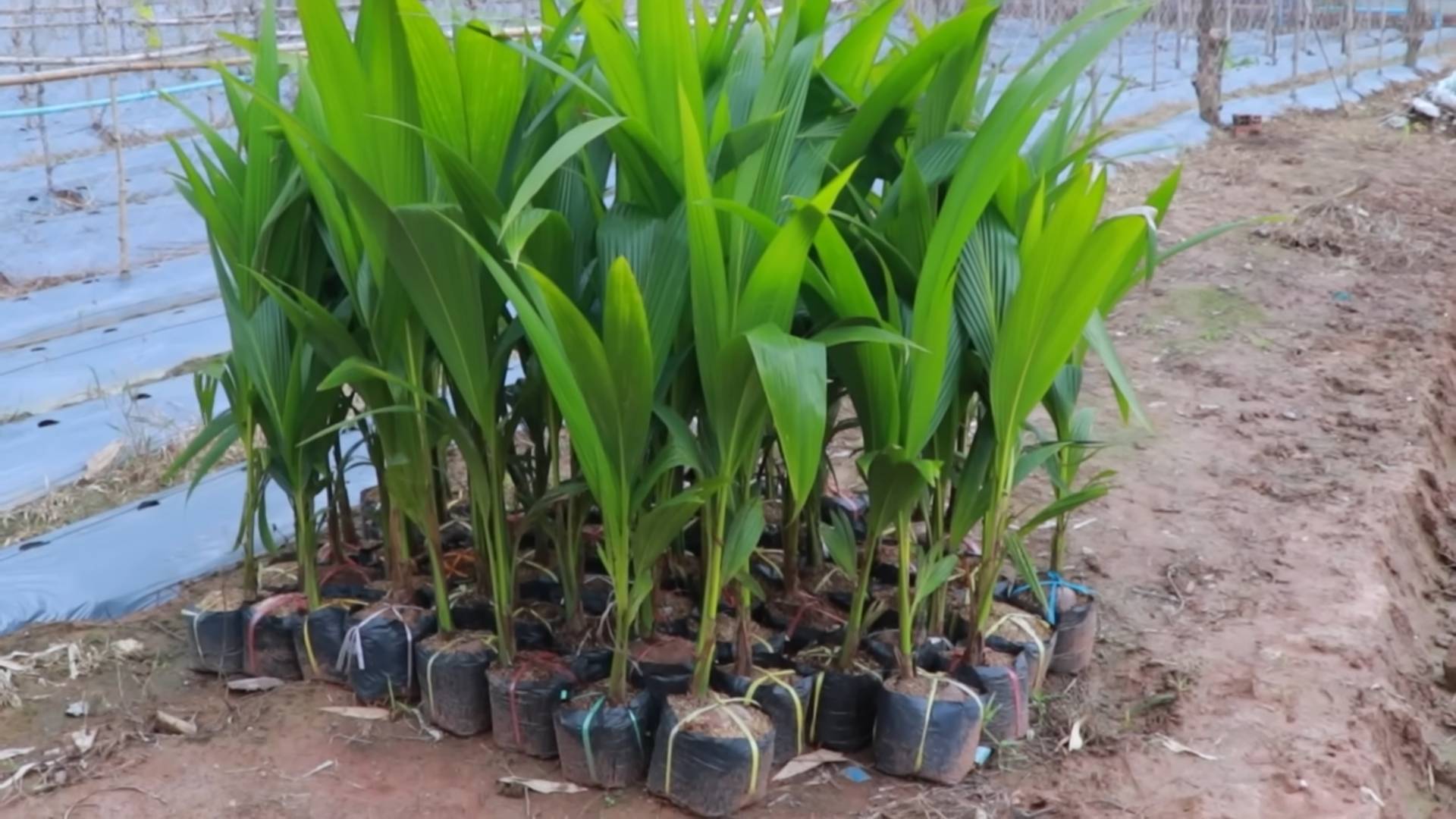Grow Coconut Tree at Home